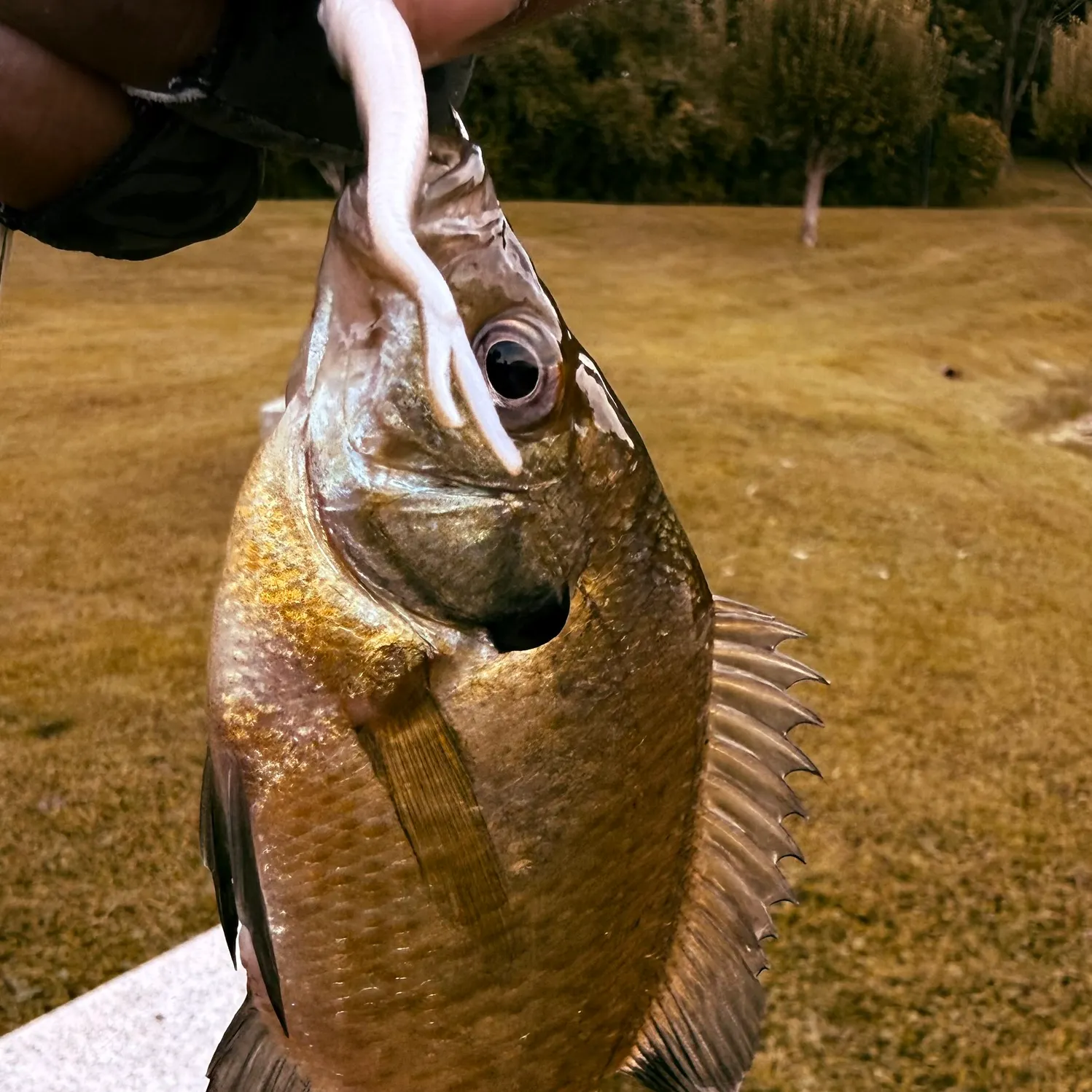 Bluegill caught on Fishbrain