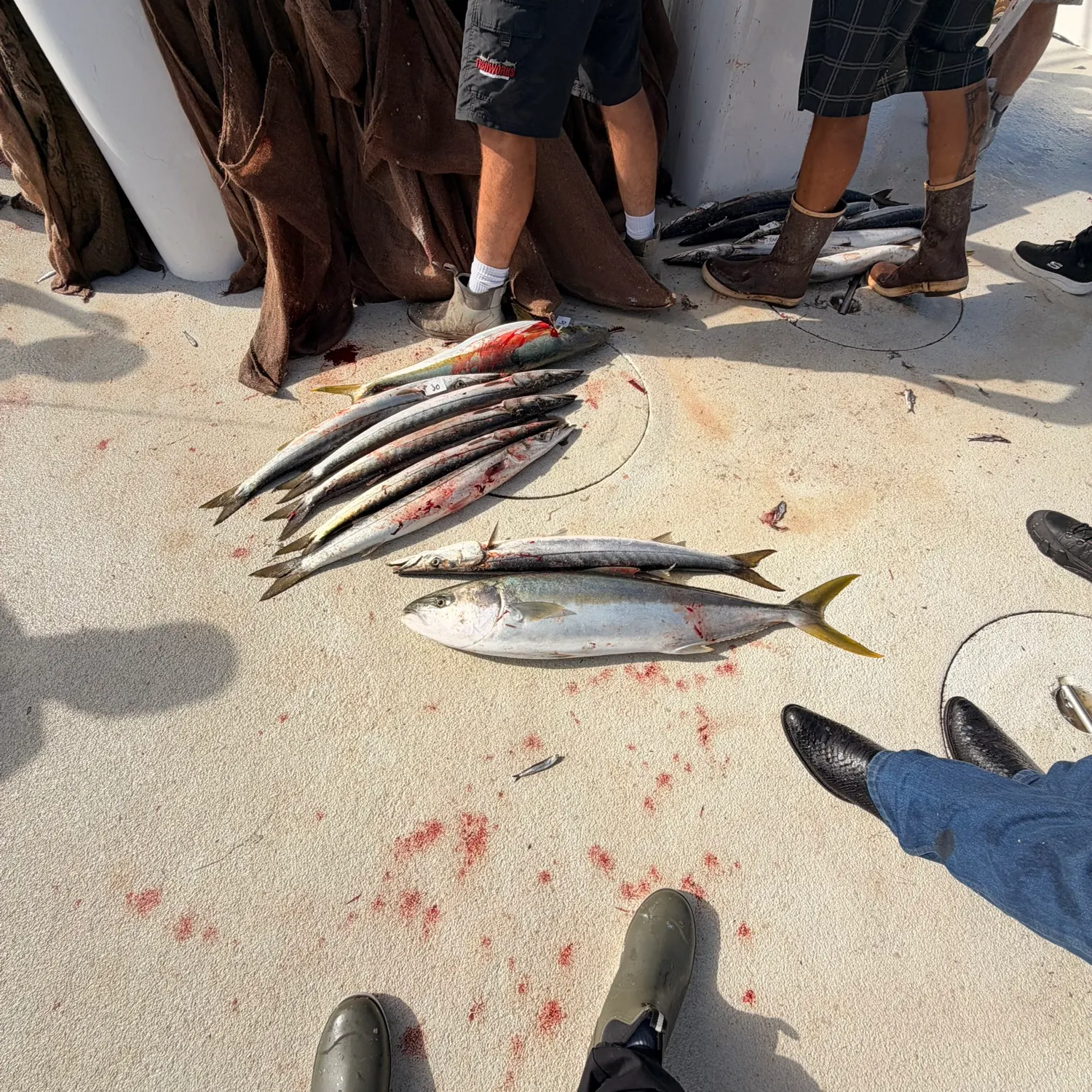 Leatherjack caught on Fishbrain