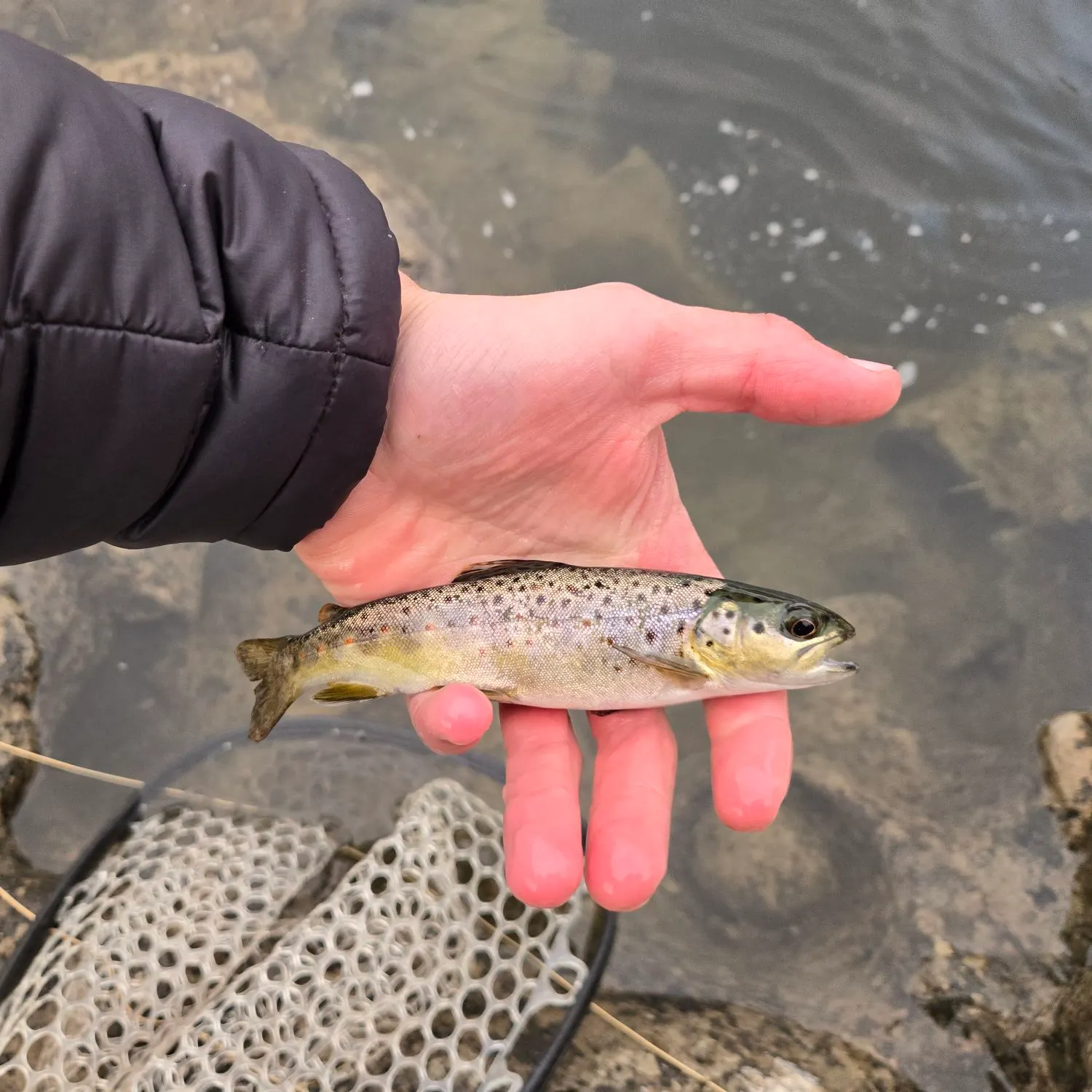 Brown trout caught on Fishbrain