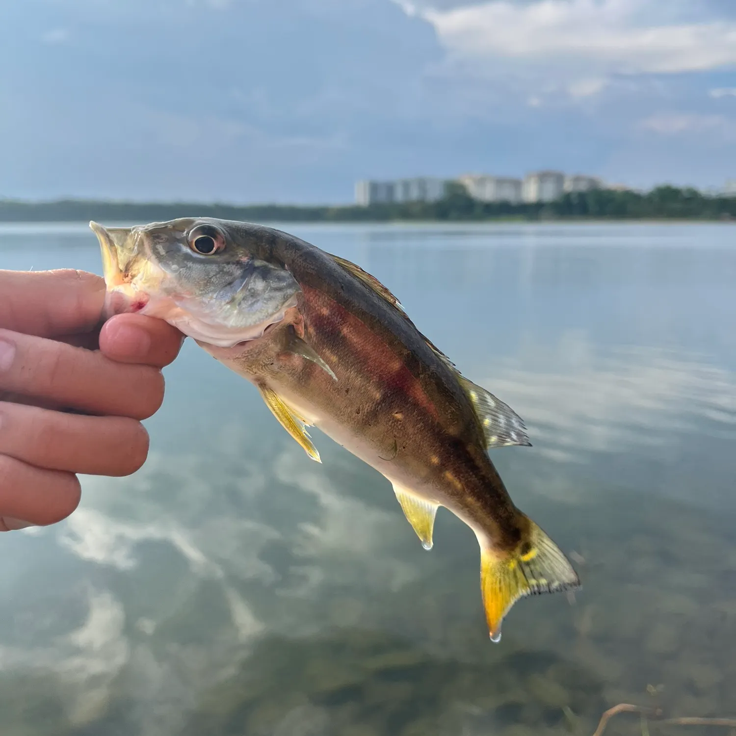 The most recent Speckled peacock bass catches on Fishbrain