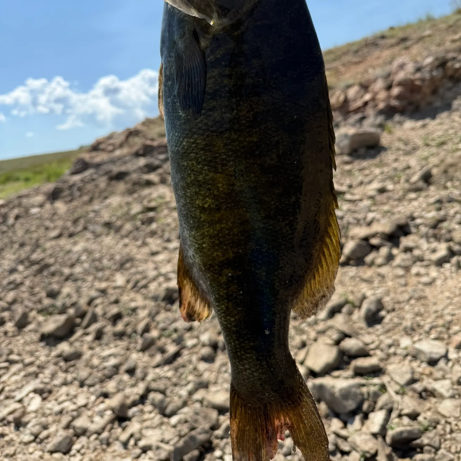 The most recent Smallmouth bass catches on Fishbrain