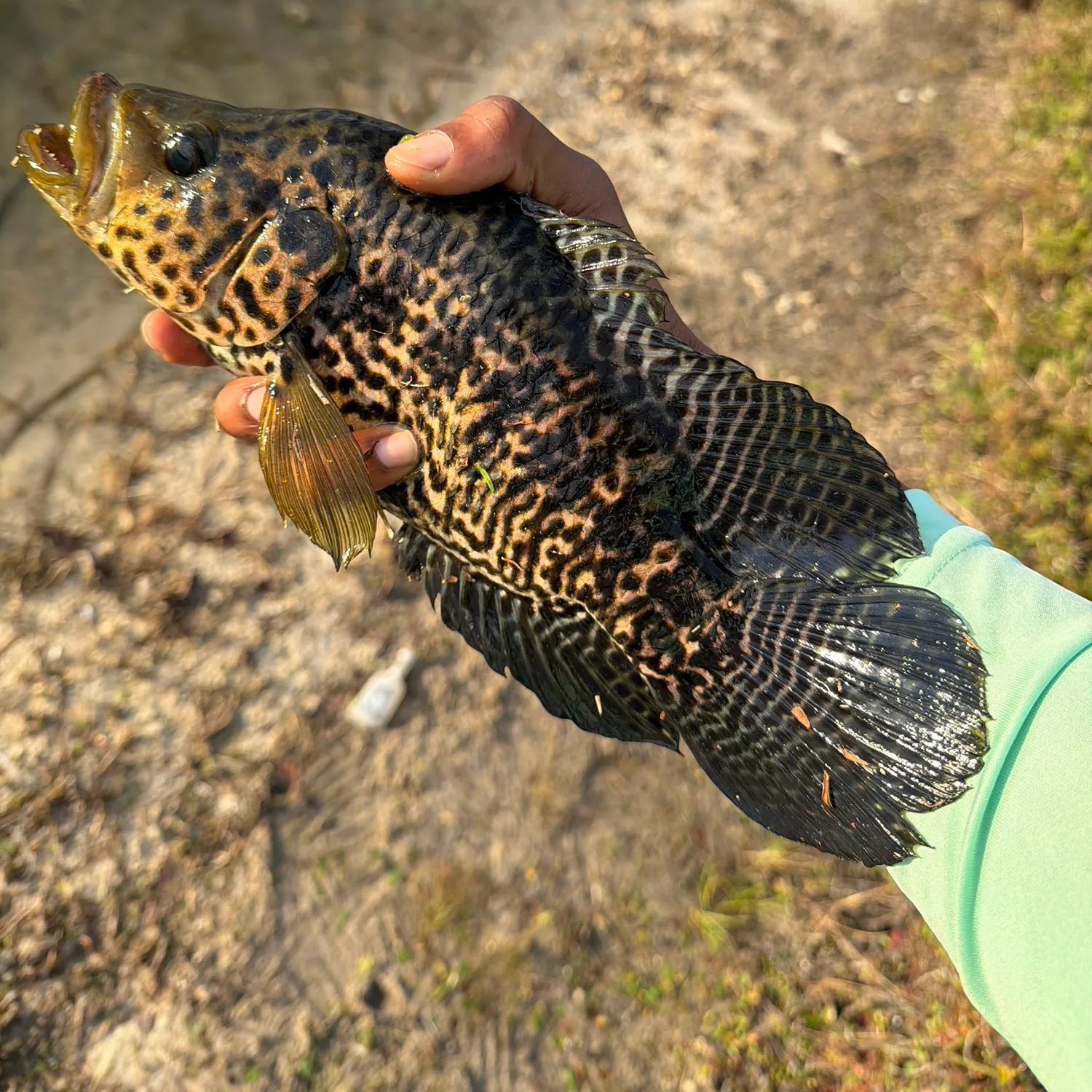 The most recent Jaguar cichlid catches on Fishbrain