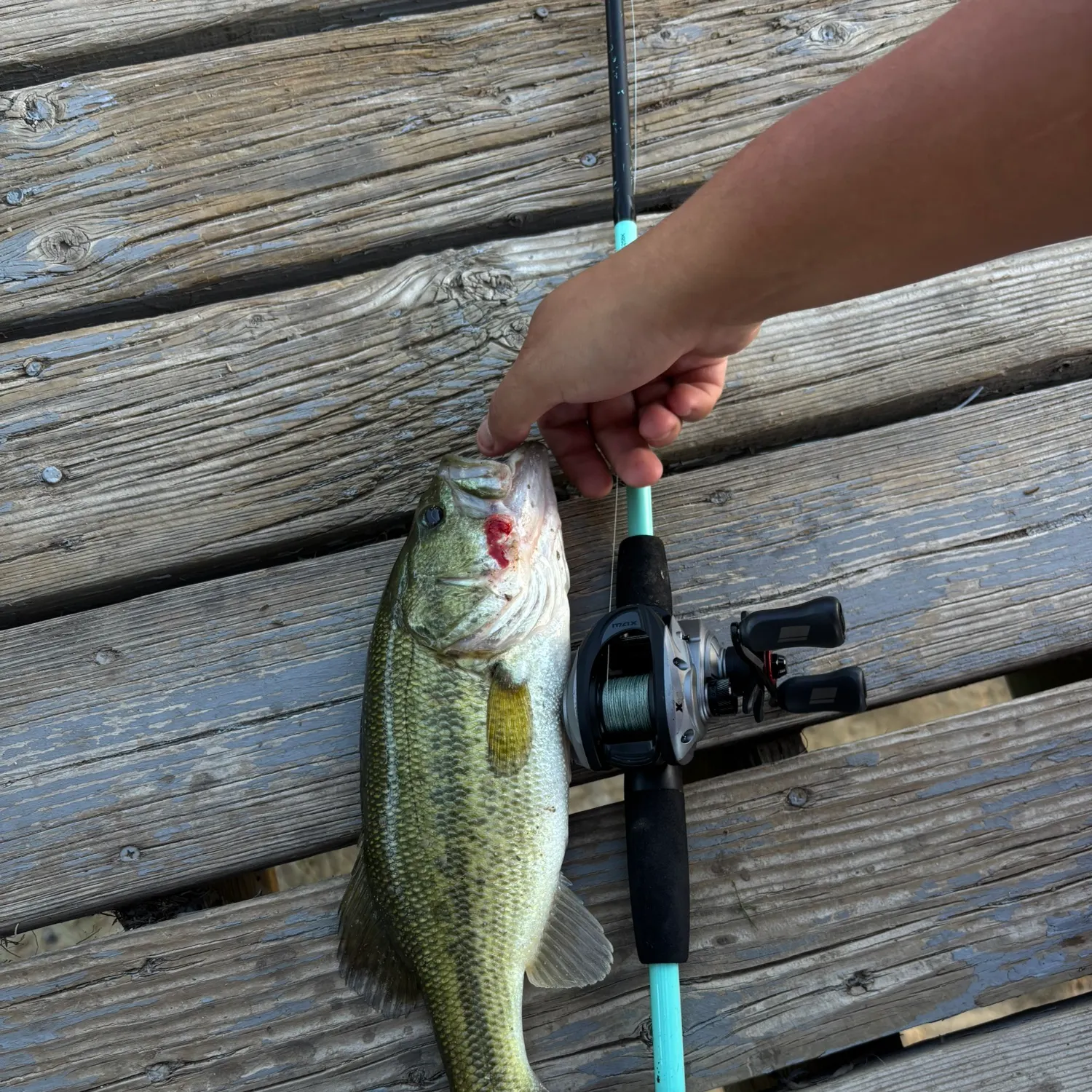 Largemouth bass caught on Fishbrain