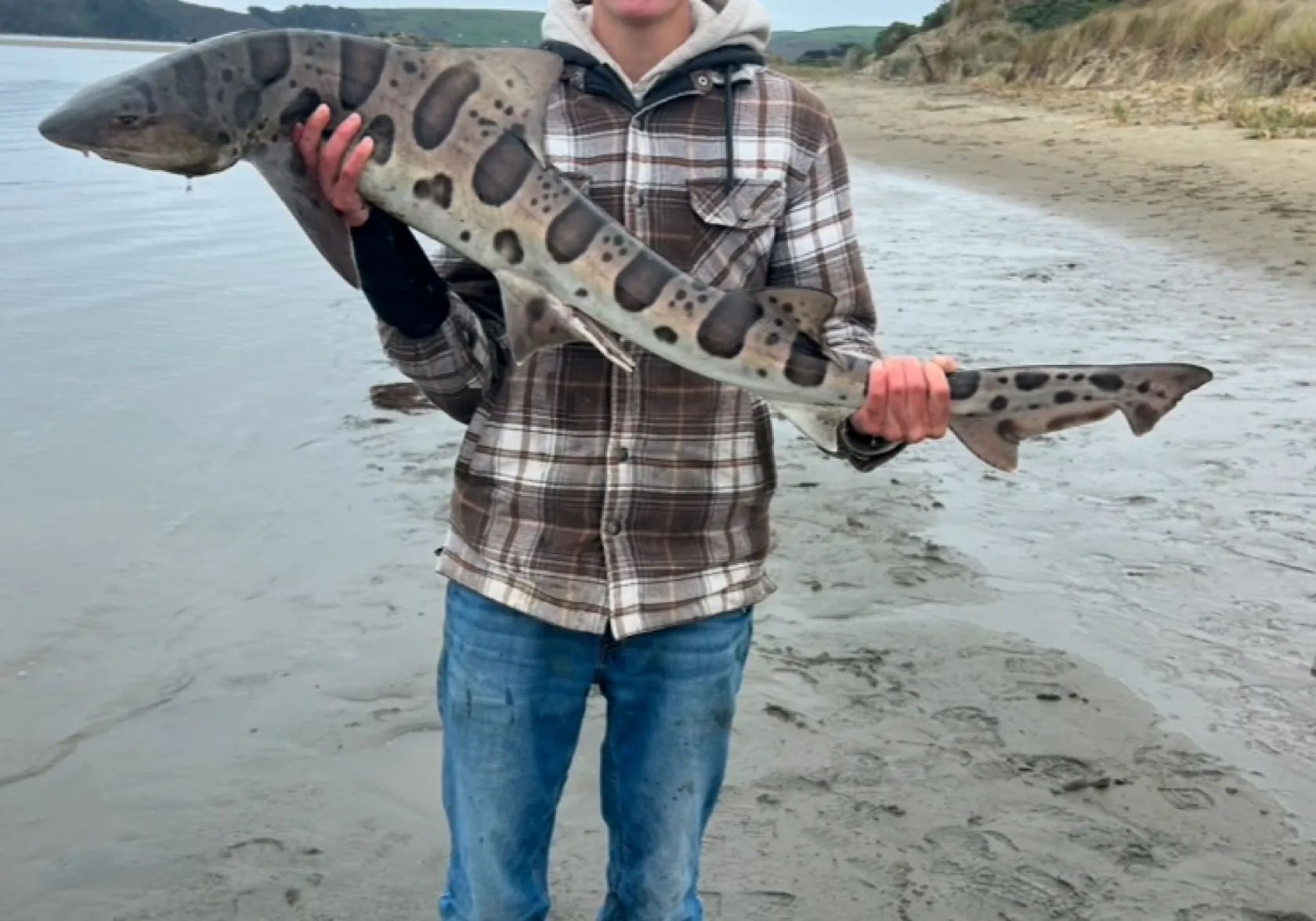 Leopard shark