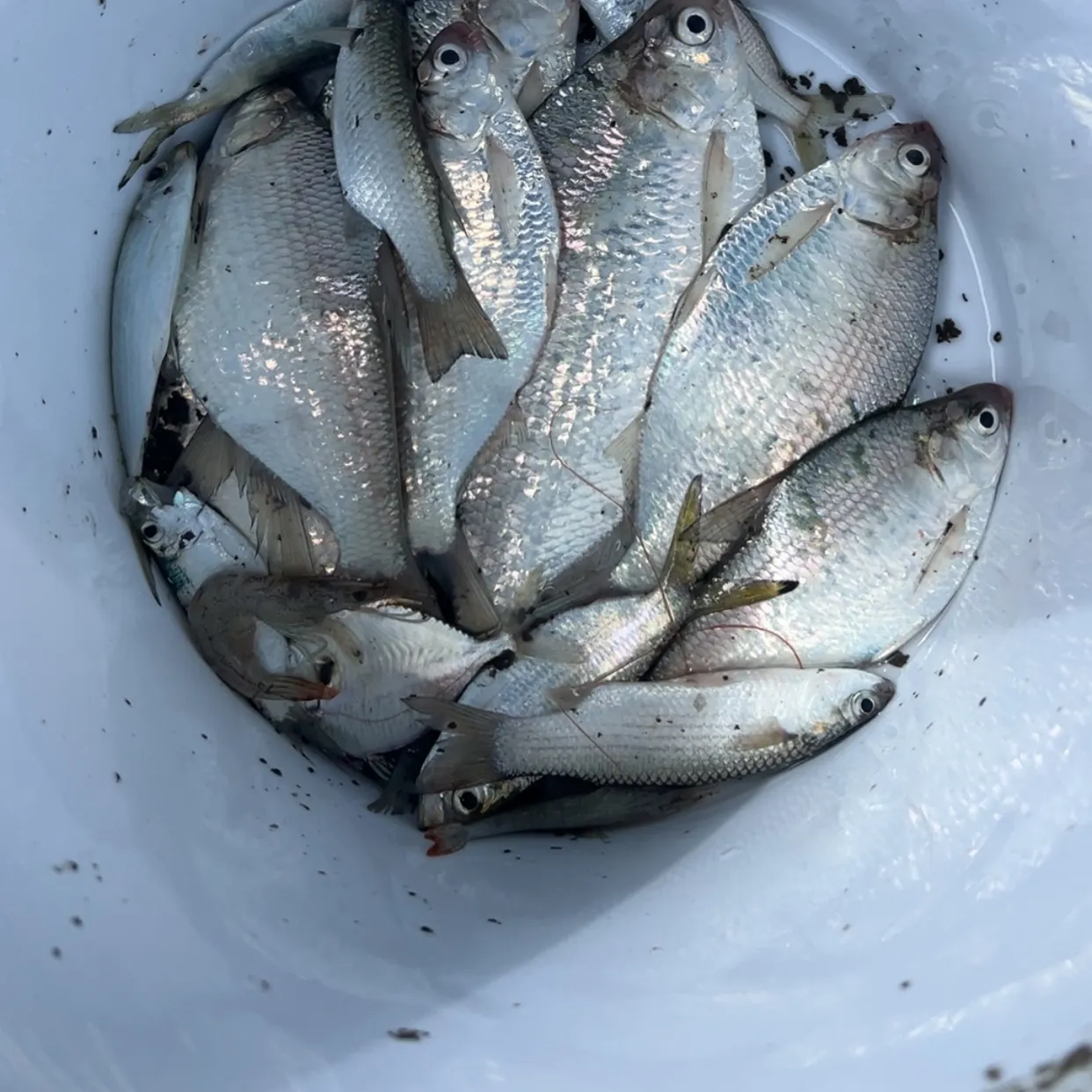 The most recent Australian river gizzard shad catches on Fishbrain