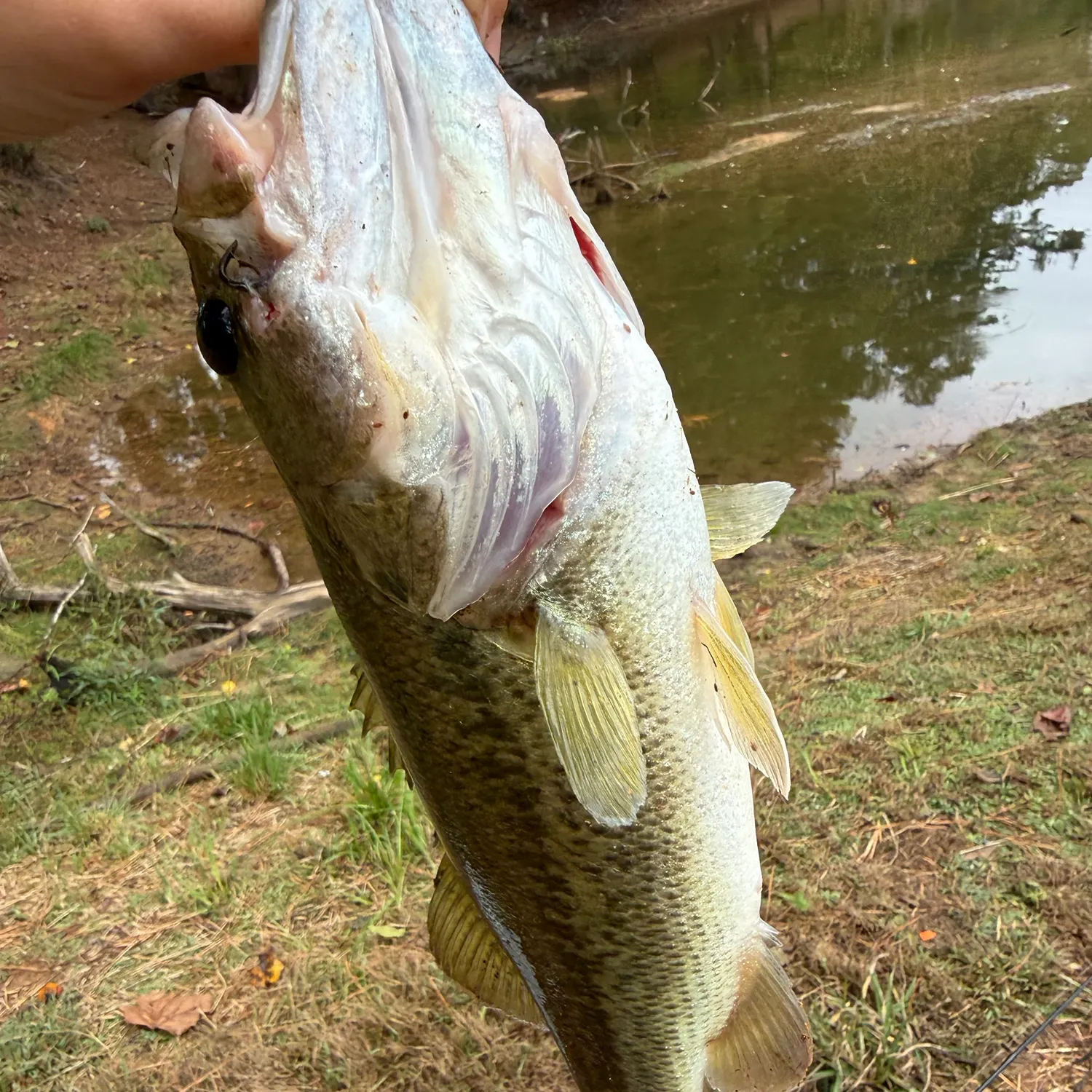 Largemouth bass caught on Fishbrain