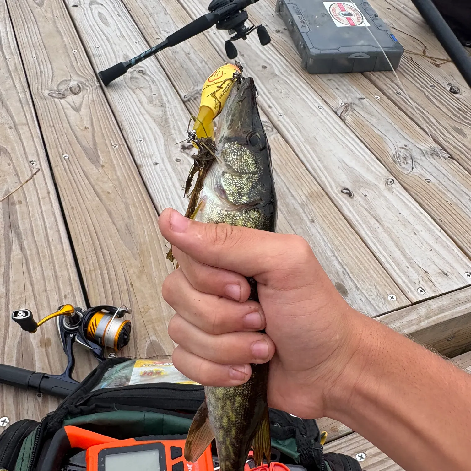 Chain pickerel caught on Fishbrain