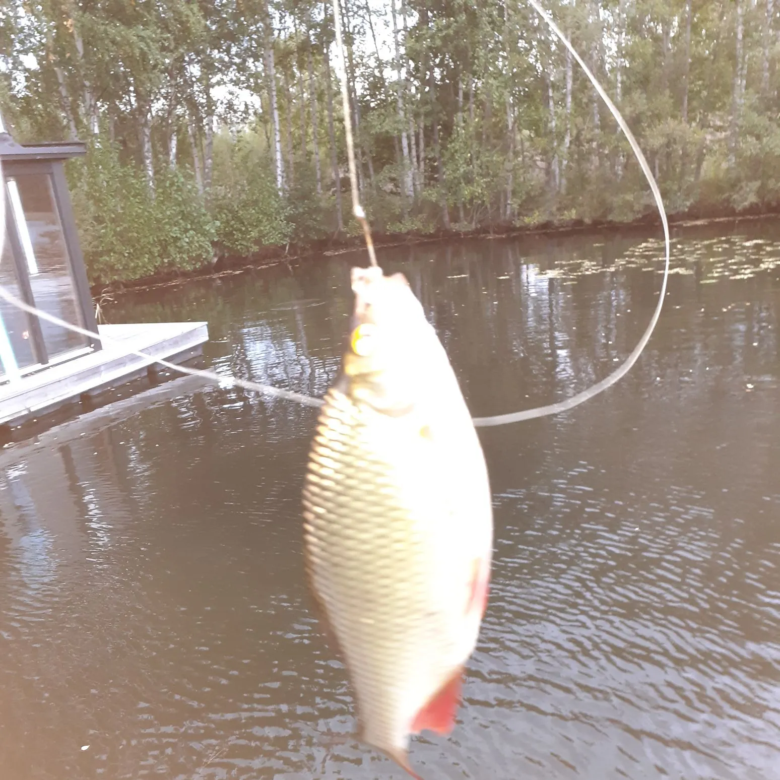 Common rudd caught on Fishbrain