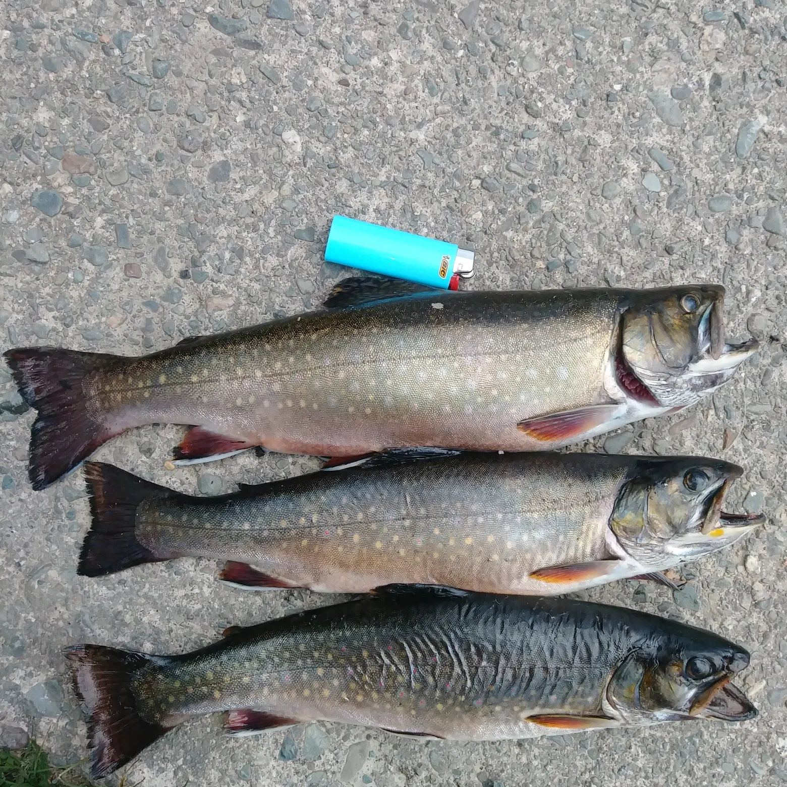 recently logged catches