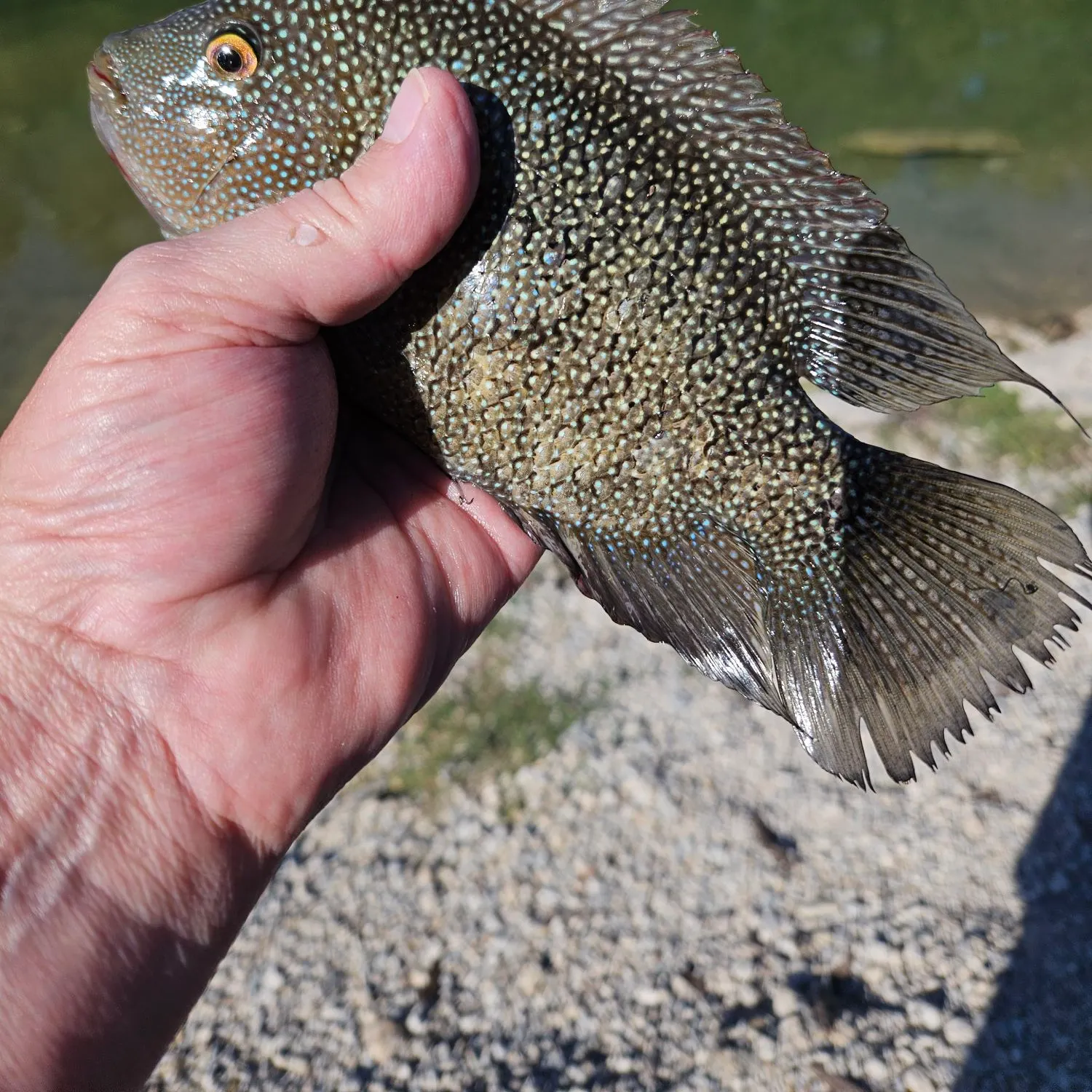 Rio Grande cichlid caught on Fishbrain