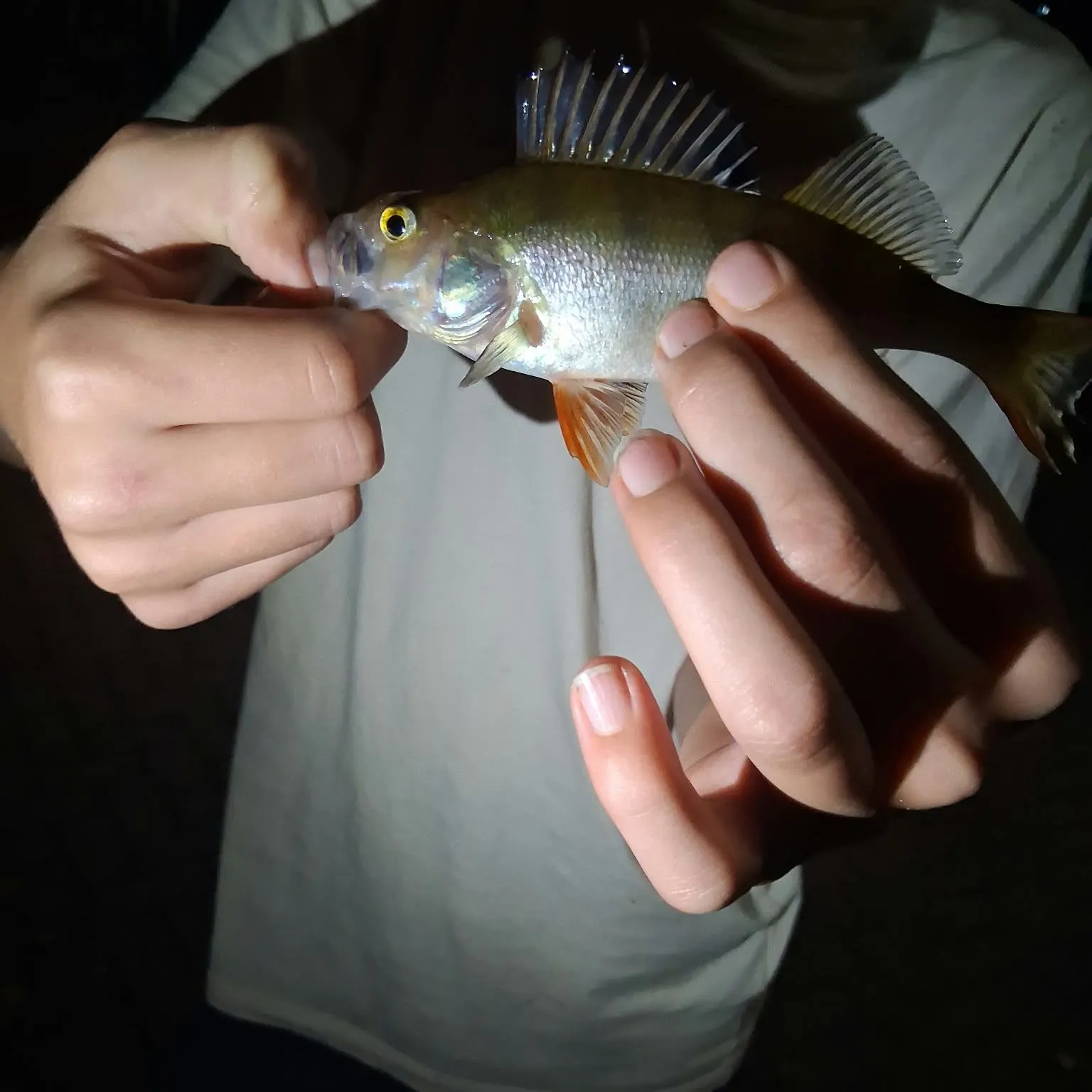 European perch caught on Fishbrain