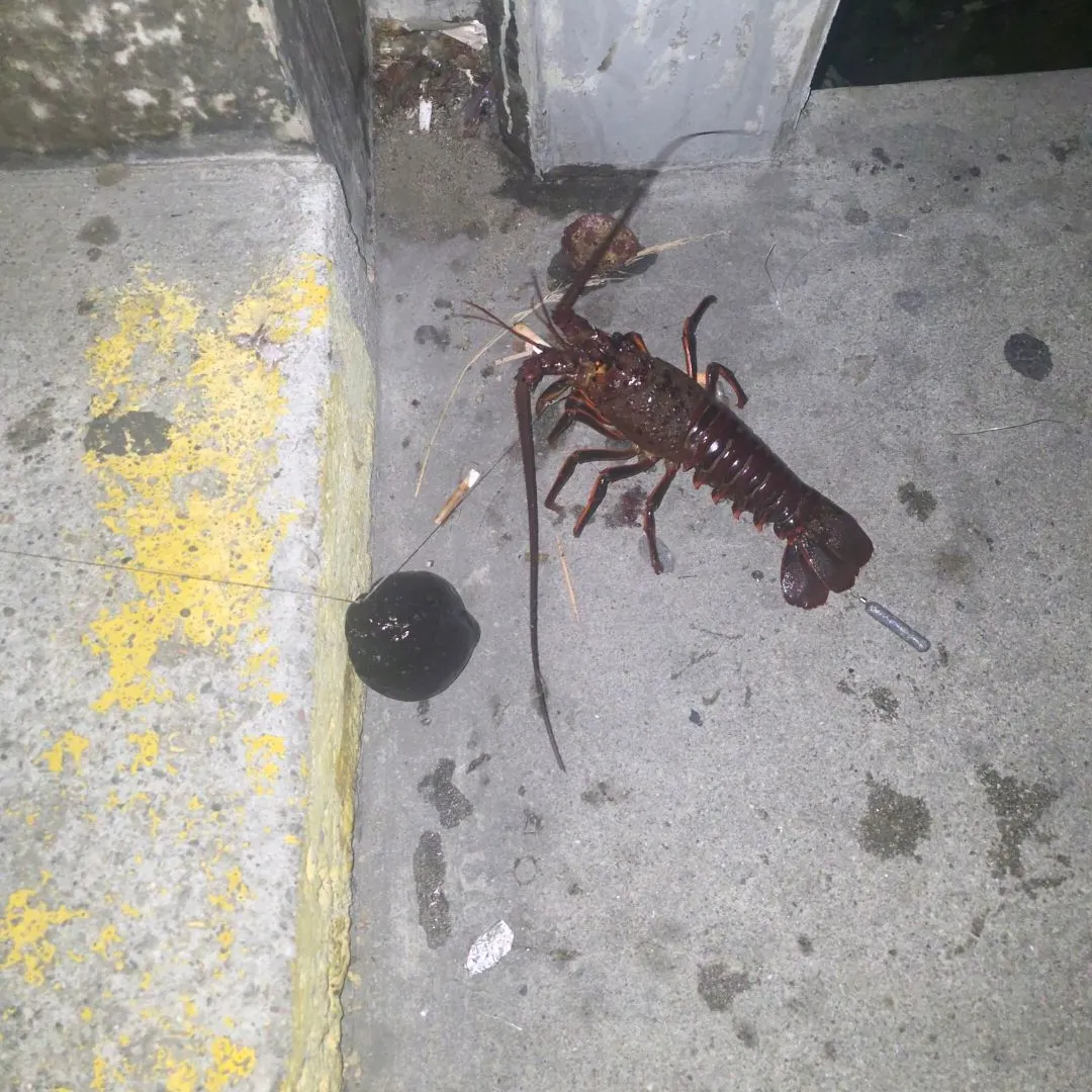 The most recent California spiny lobster catches on Fishbrain