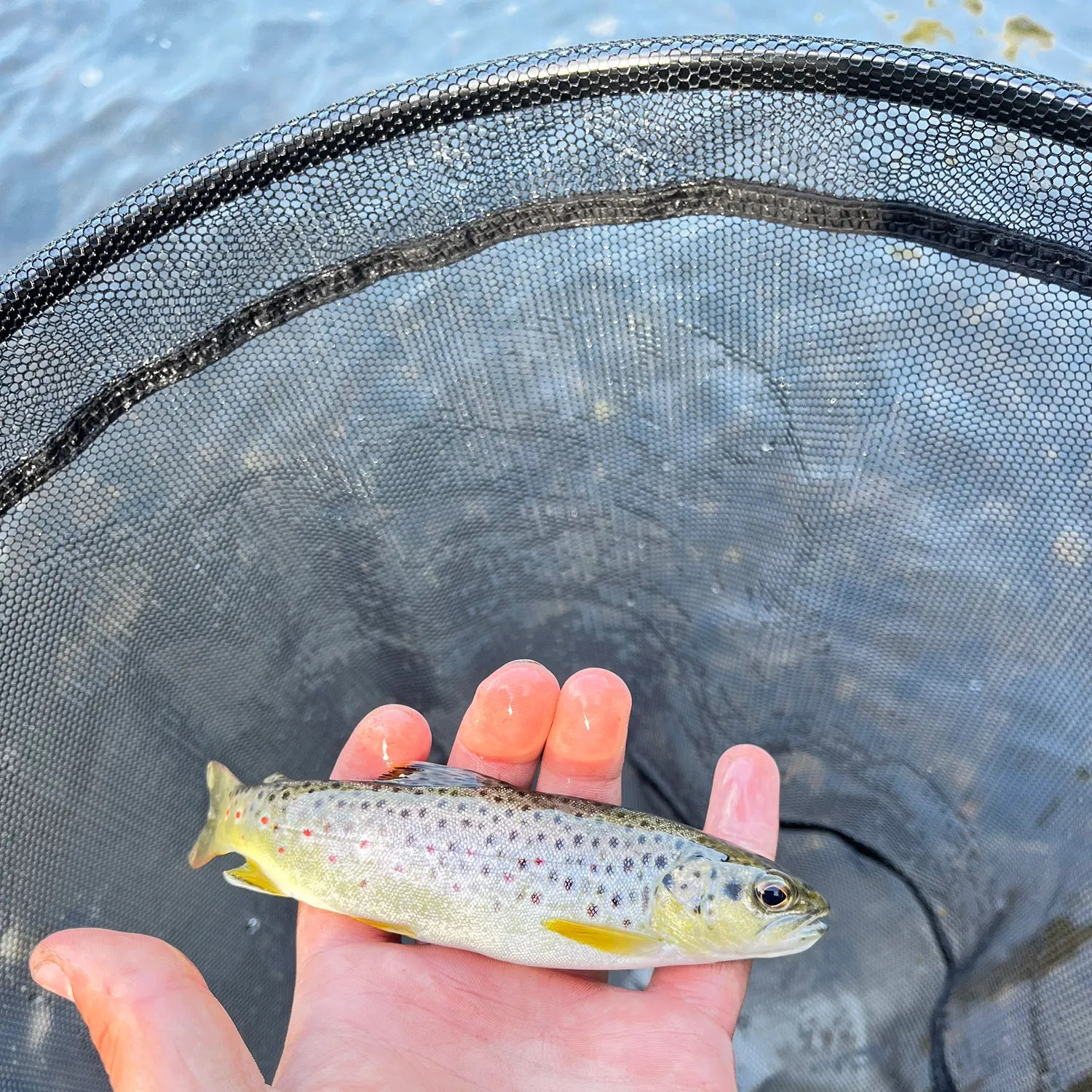 Brown trout caught on Fishbrain
