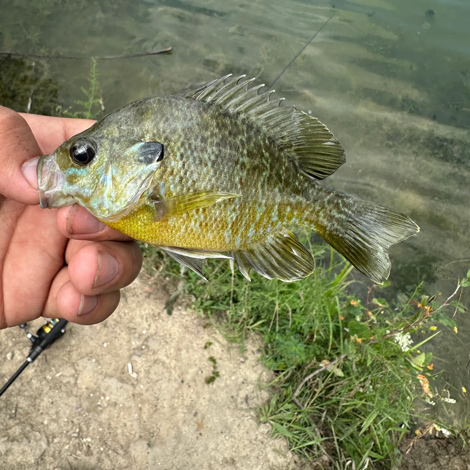 Green sunfish caught on Fishbrain