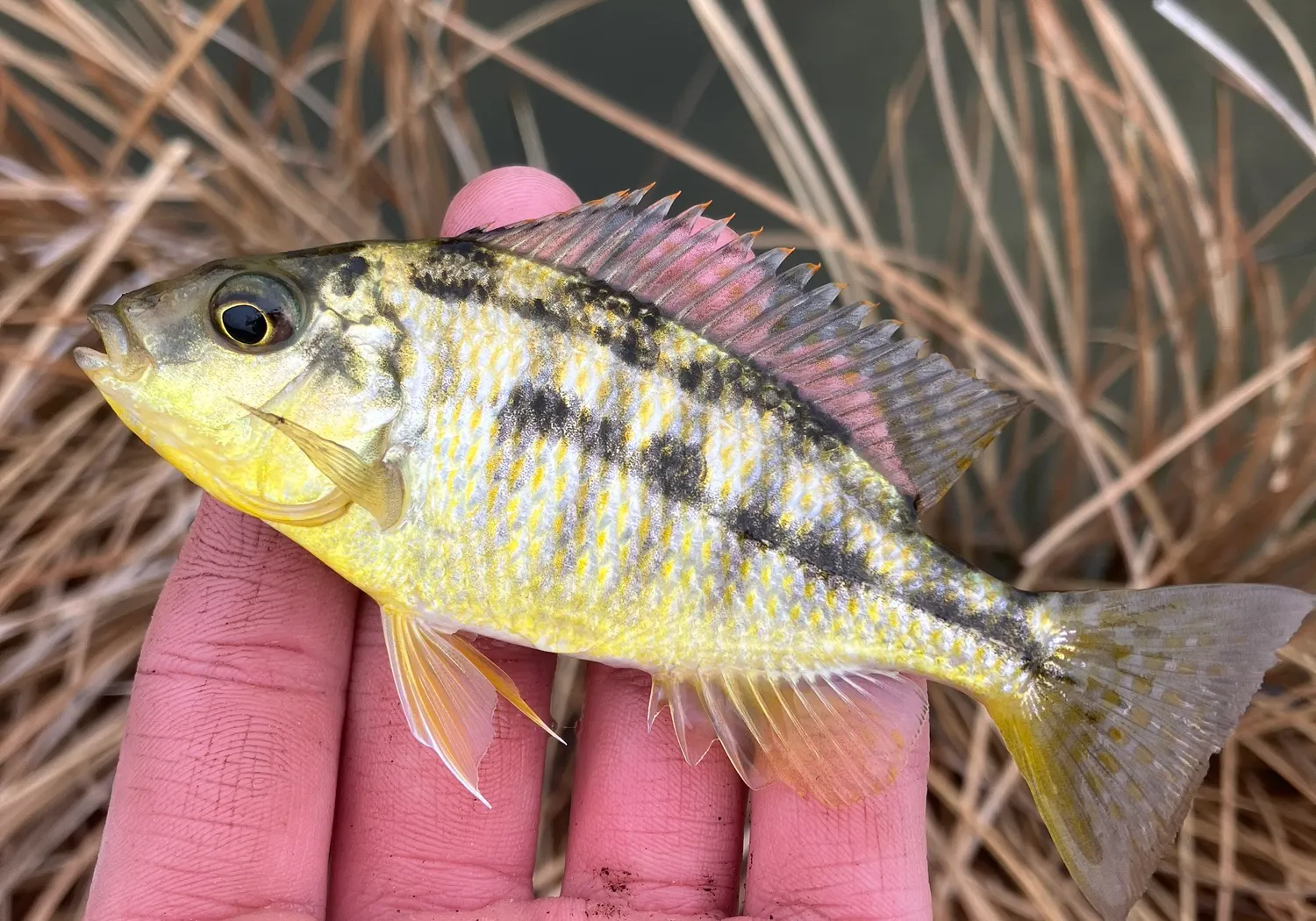 Banded jewel cichlid