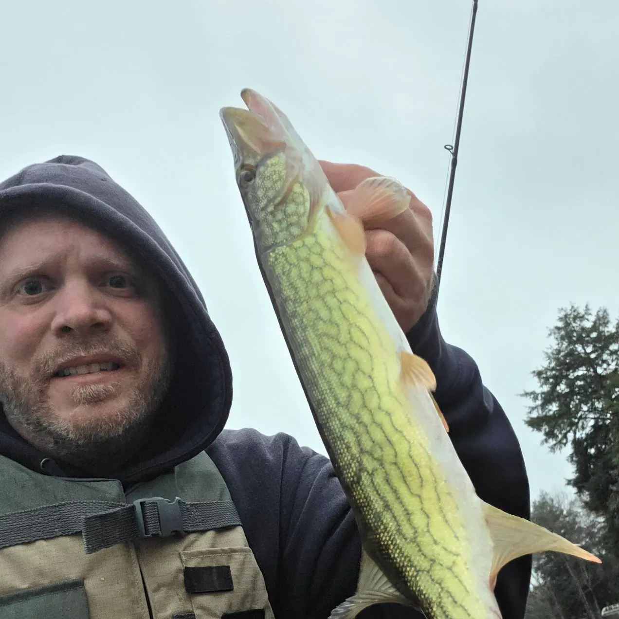 Chain pickerel caught on Fishbrain