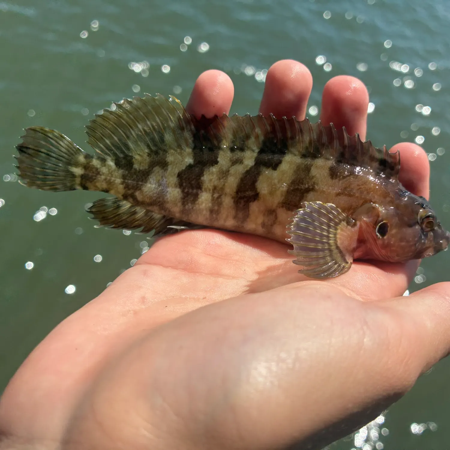 The most recent Masquerader hairy blenny catches on Fishbrain