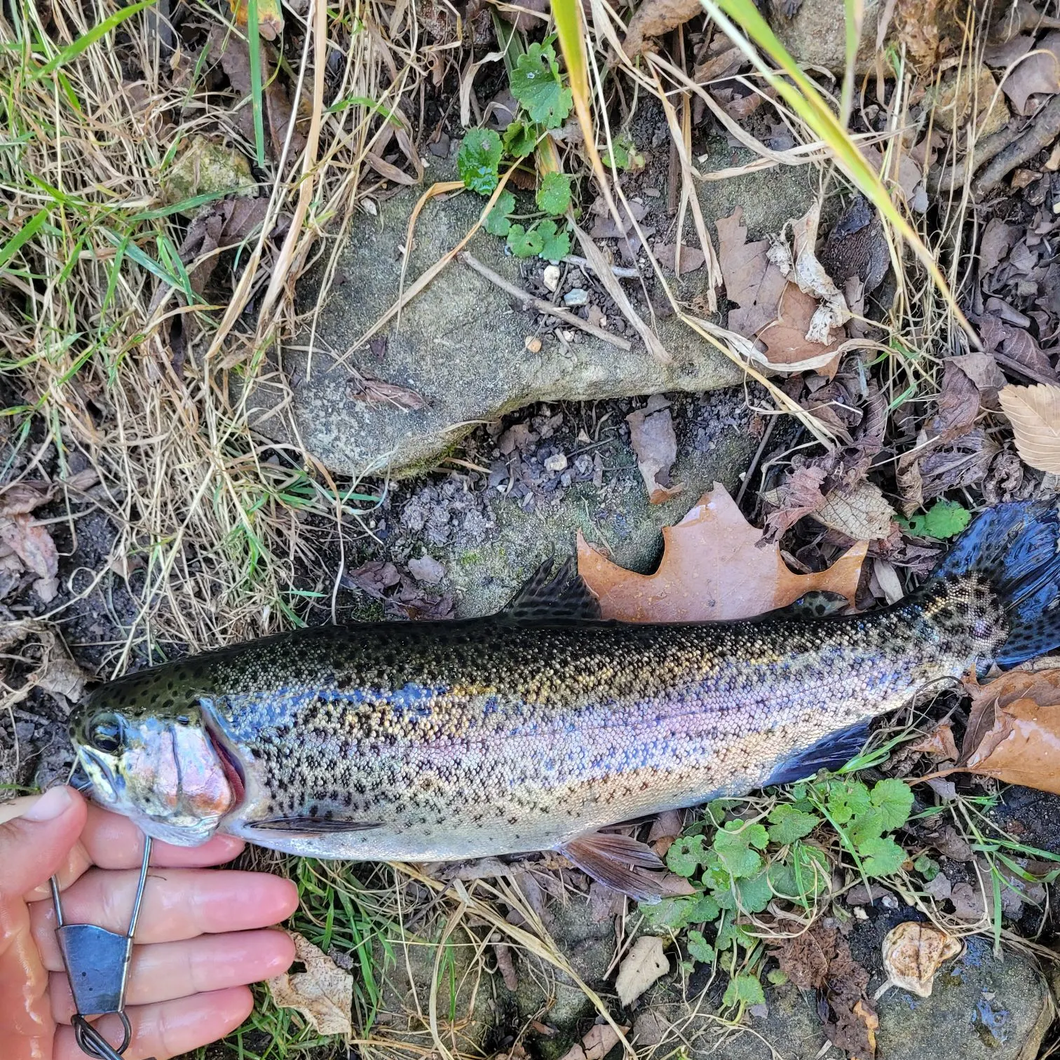 Rainbow trout caught on Fishbrain