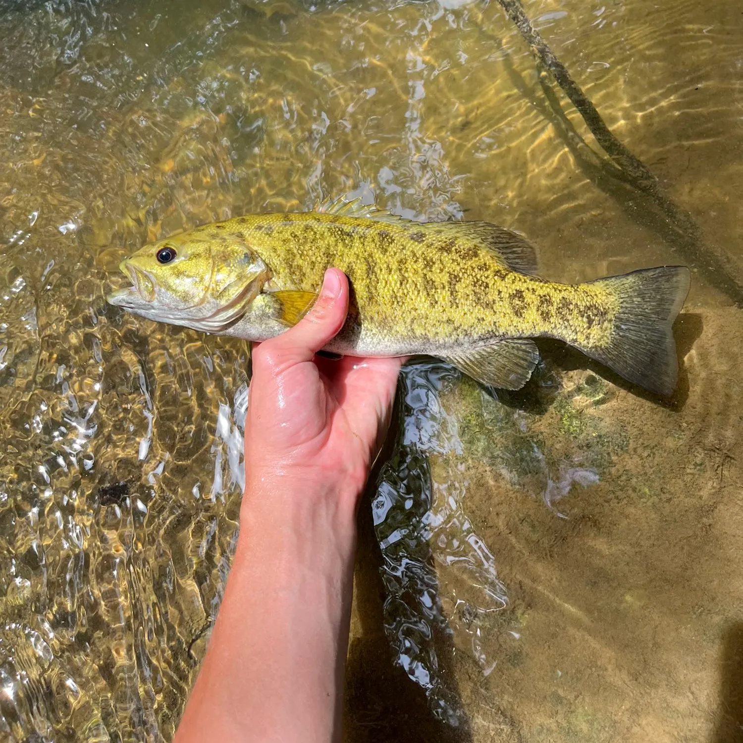 angler catch