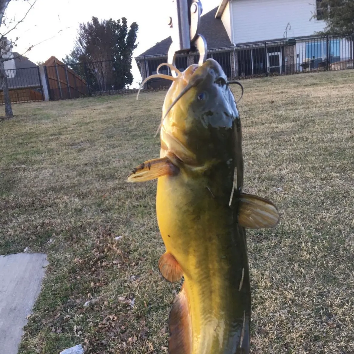 Yellow bullhead caught on Fishbrain