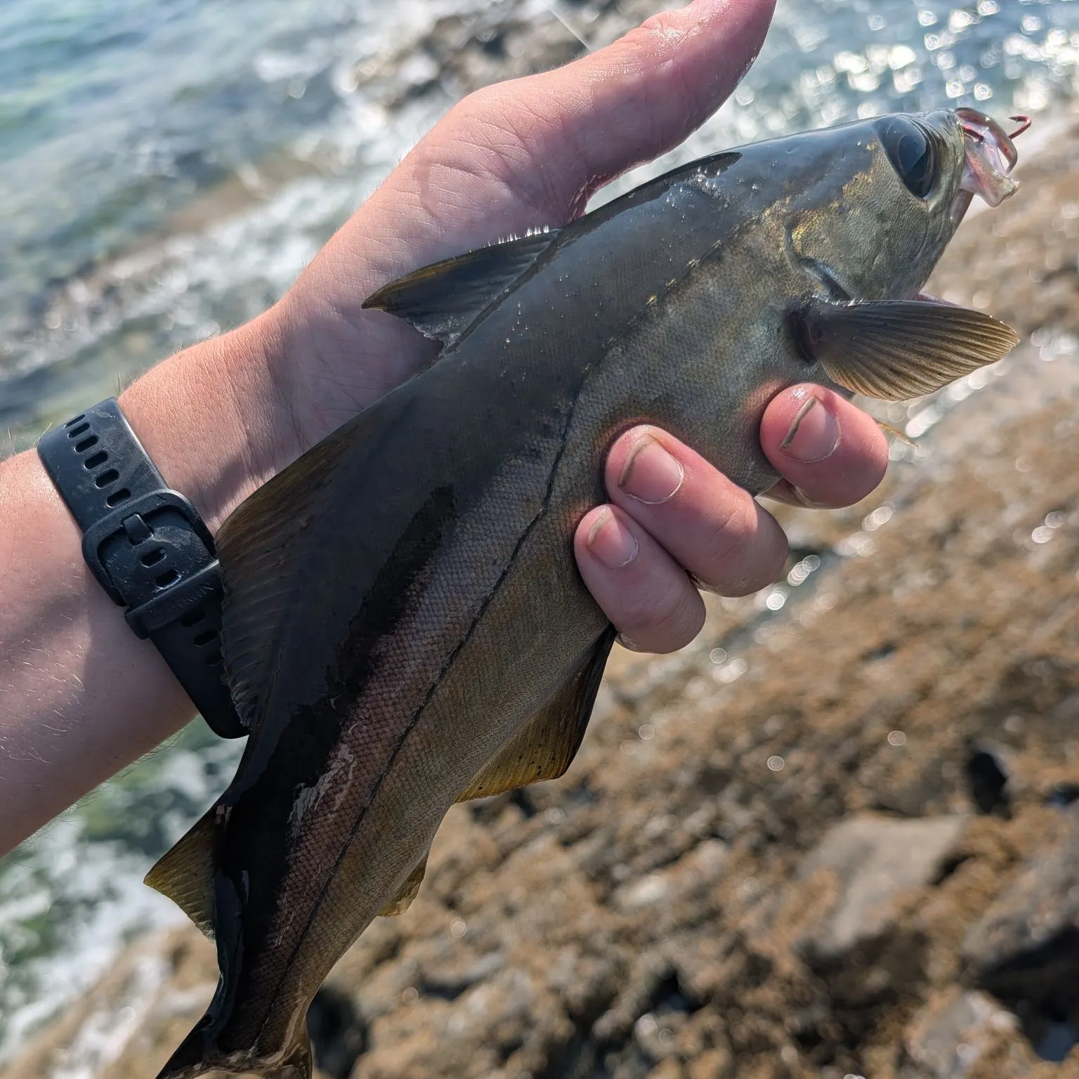 The most recent Alaska pollock catches on Fishbrain