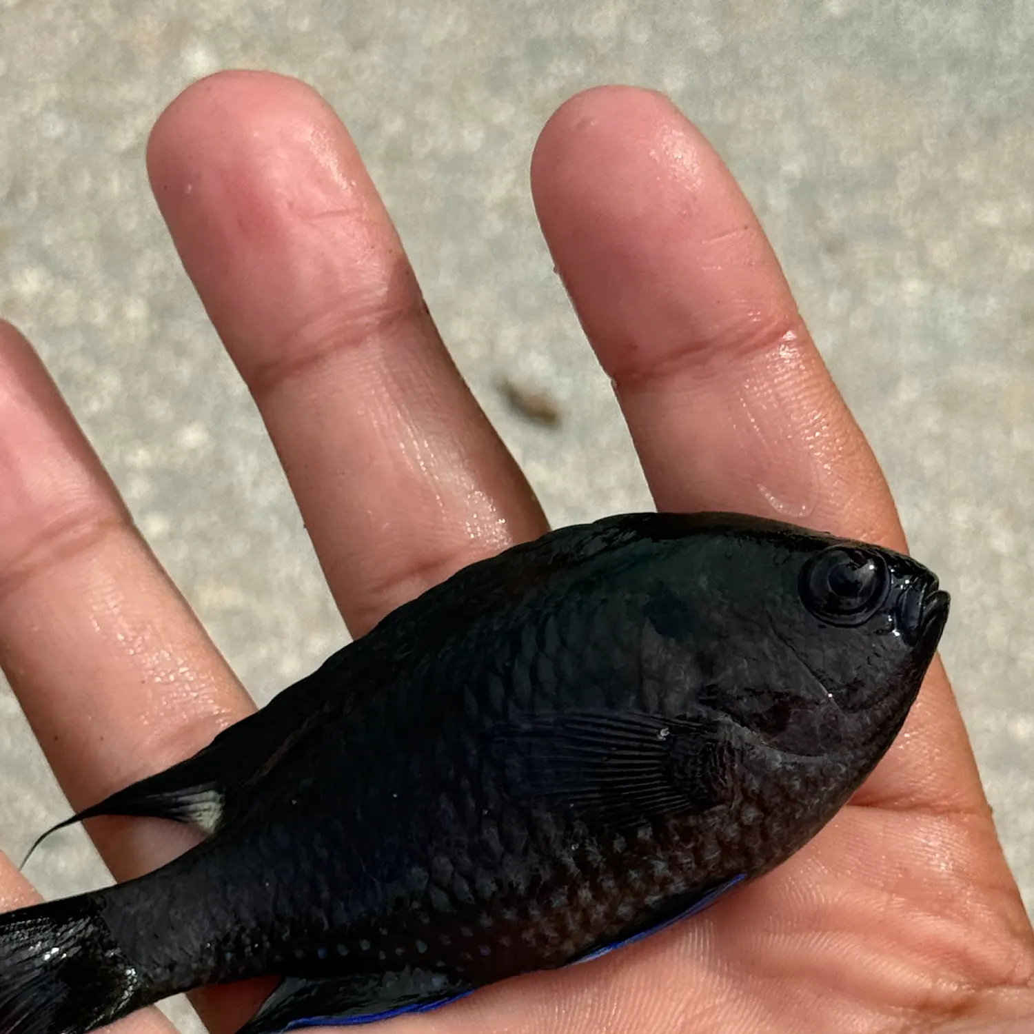 The most recent Regal demoiselle catches on Fishbrain