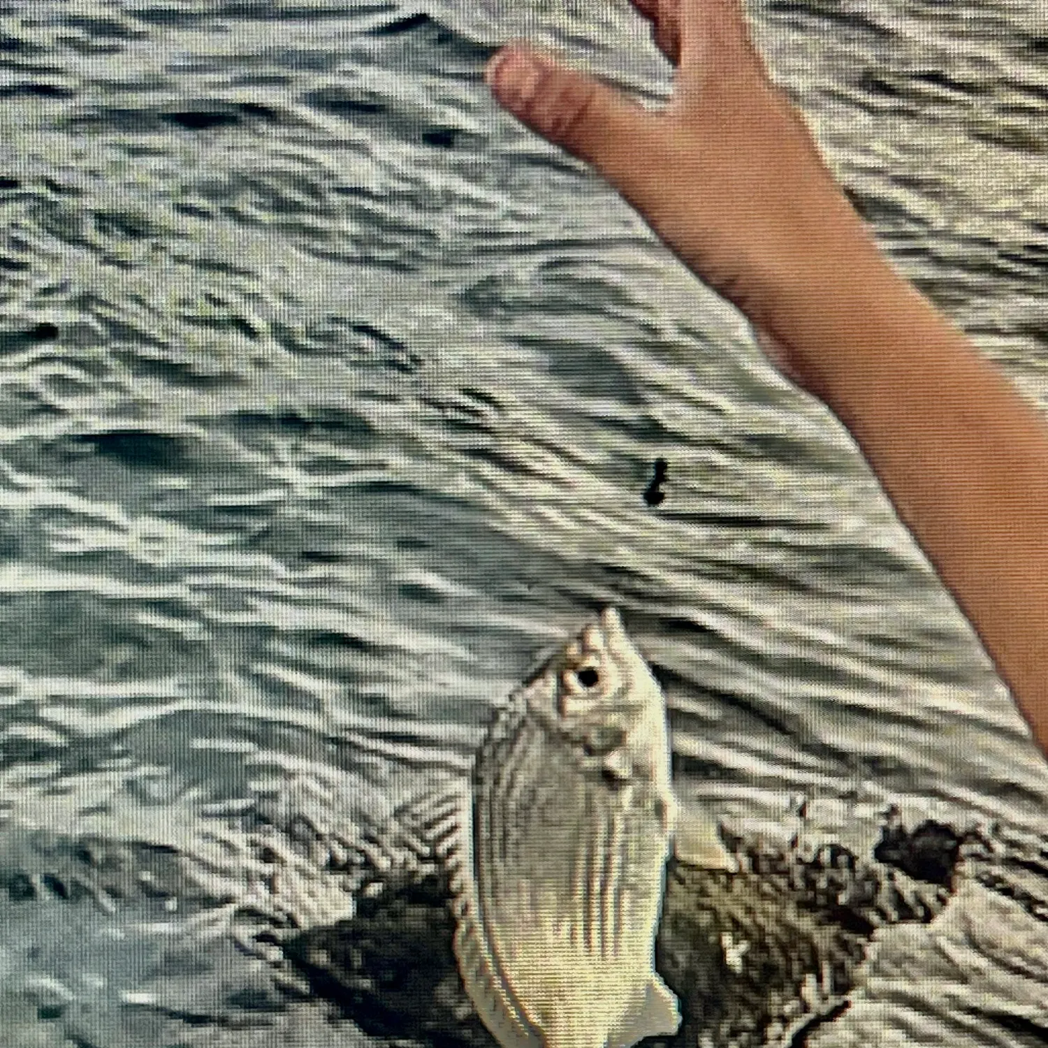 The most recent Common silver belly catches on Fishbrain