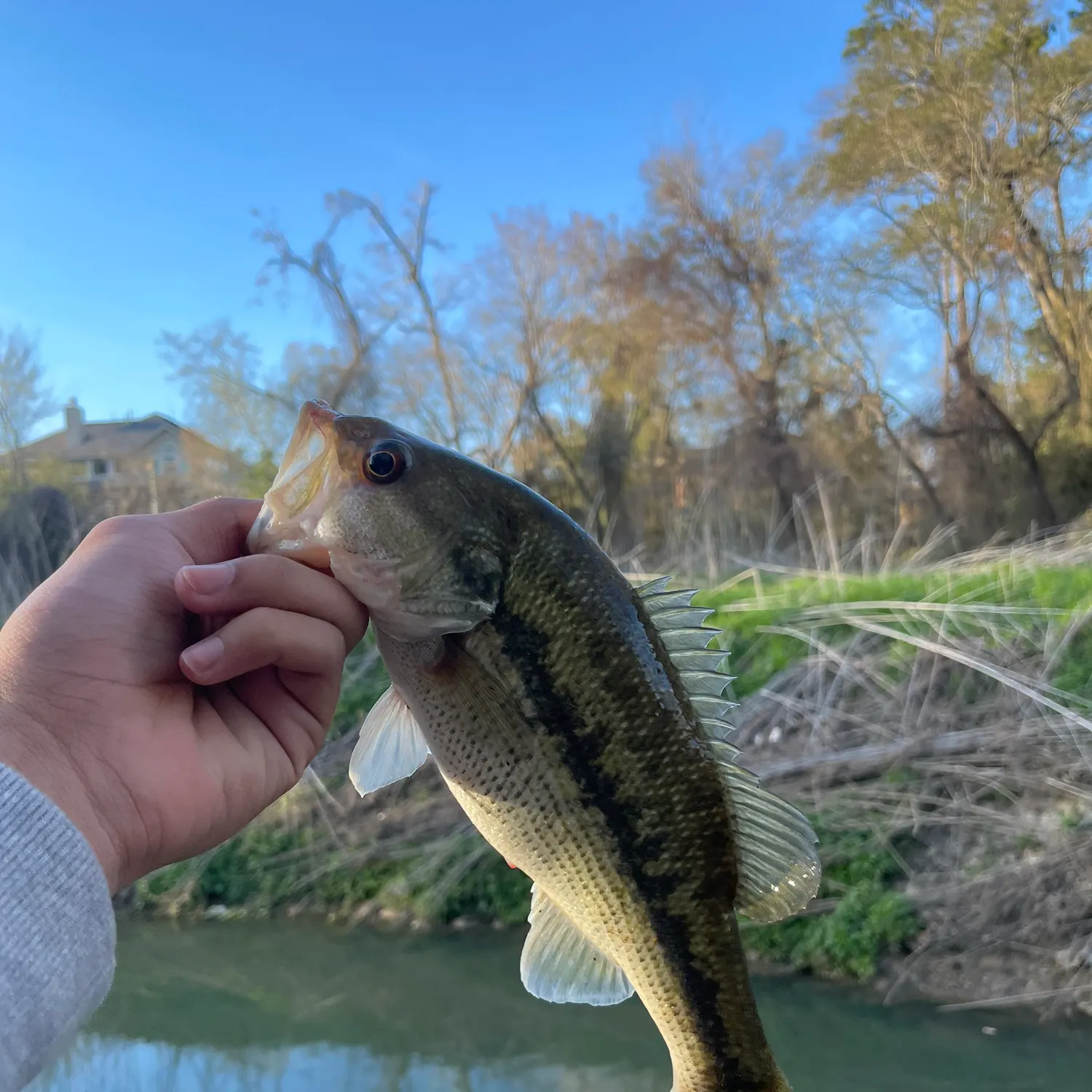 Spotted bass caught on Fishbrain
