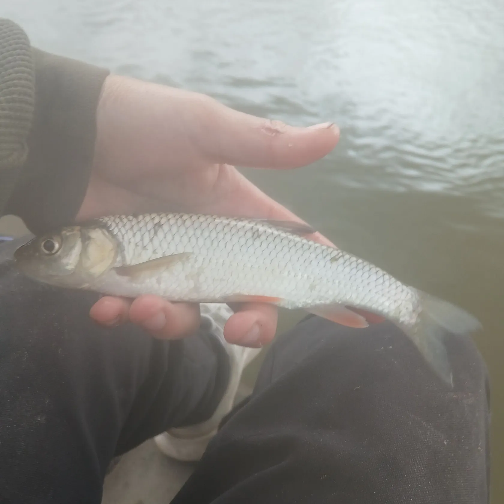 The most recent European chub catches on Fishbrain