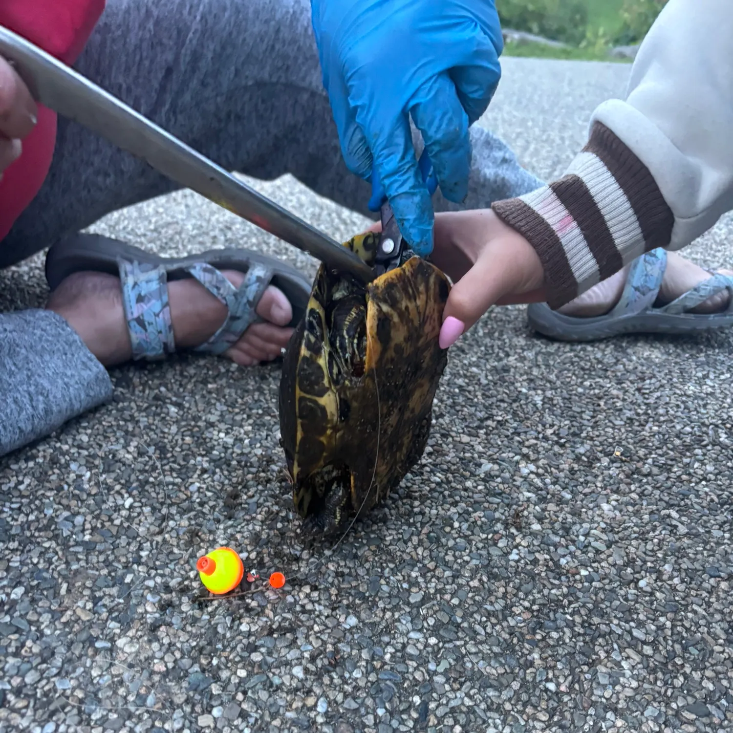 Pond slider turtle caught on Fishbrain