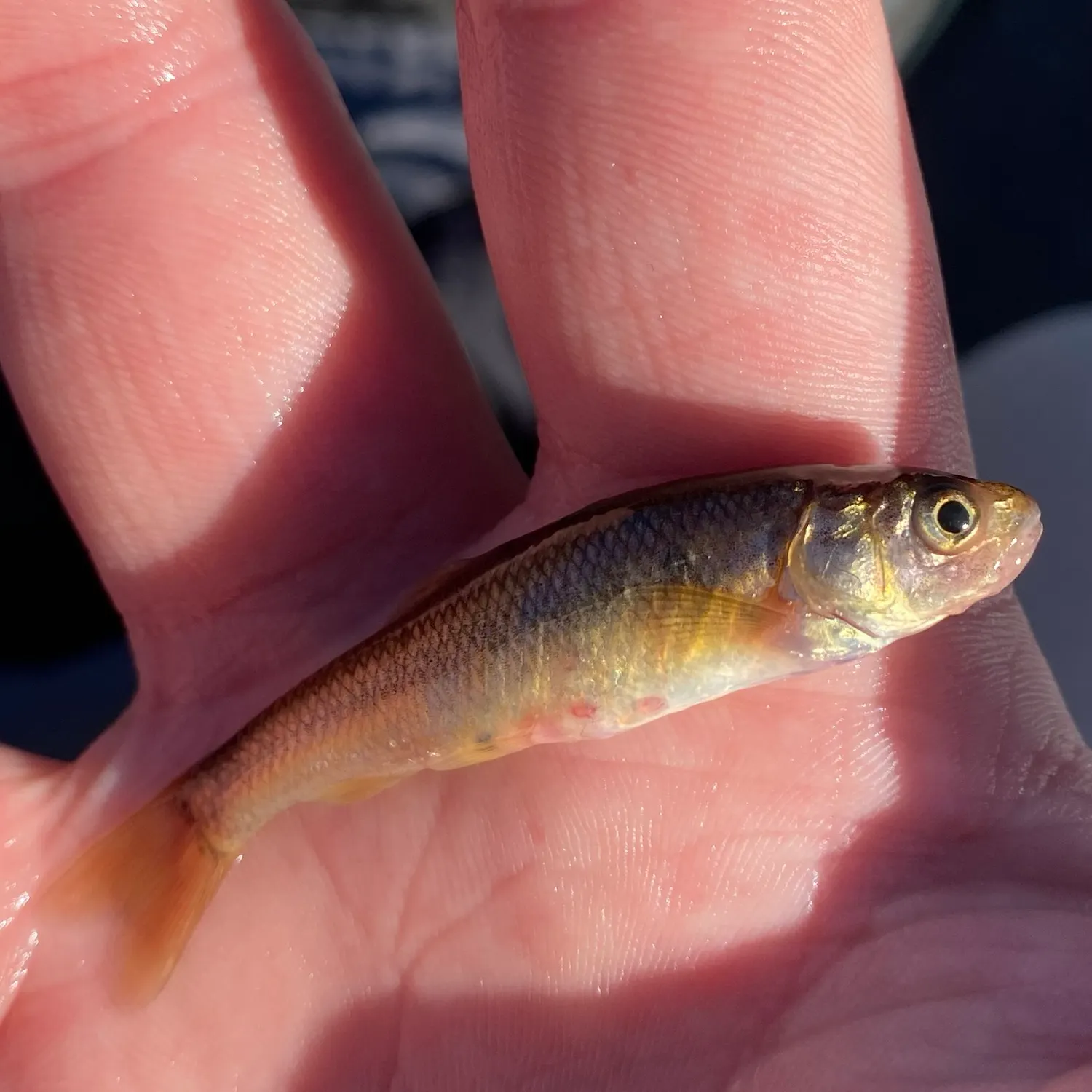 Fathead minnow caught on Fishbrain