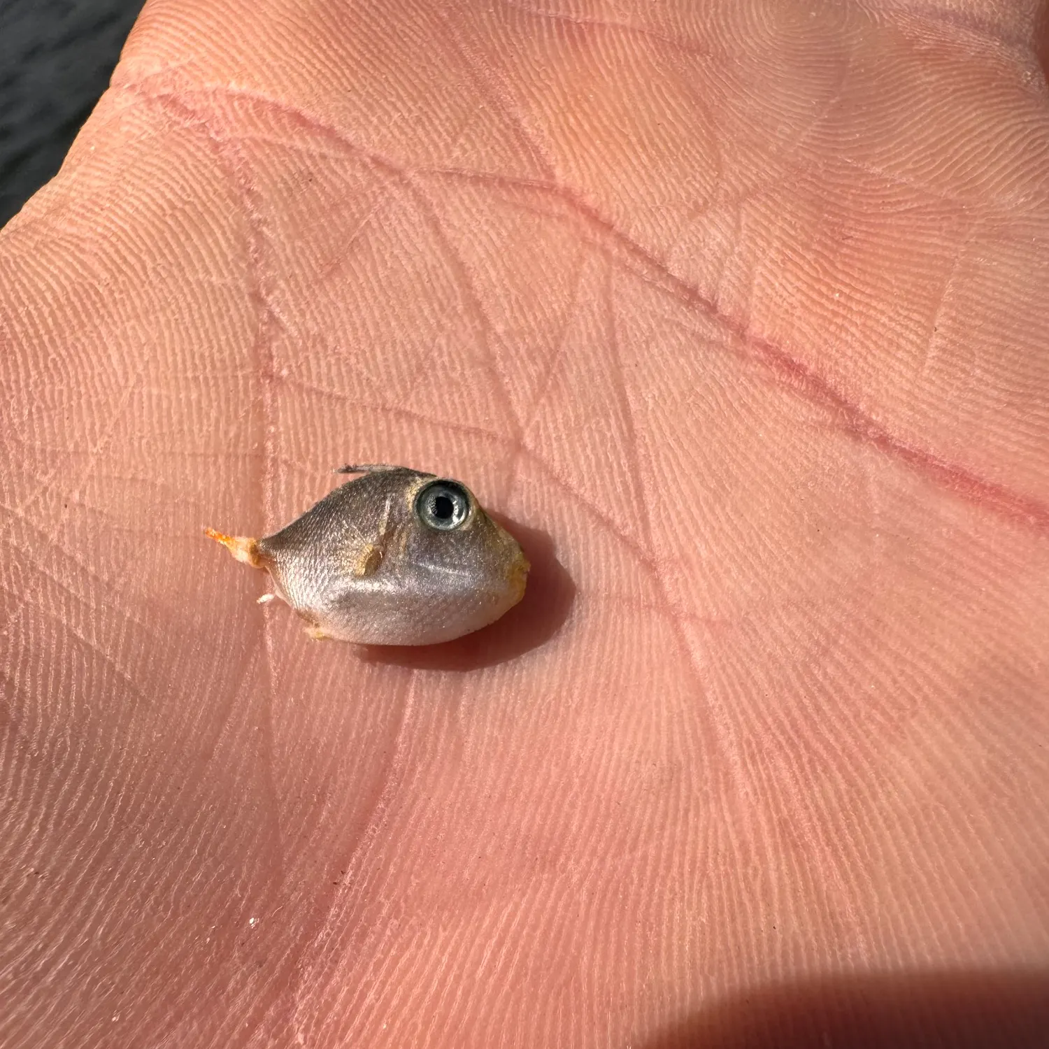 The most recent Atlantic porkfish catches on Fishbrain