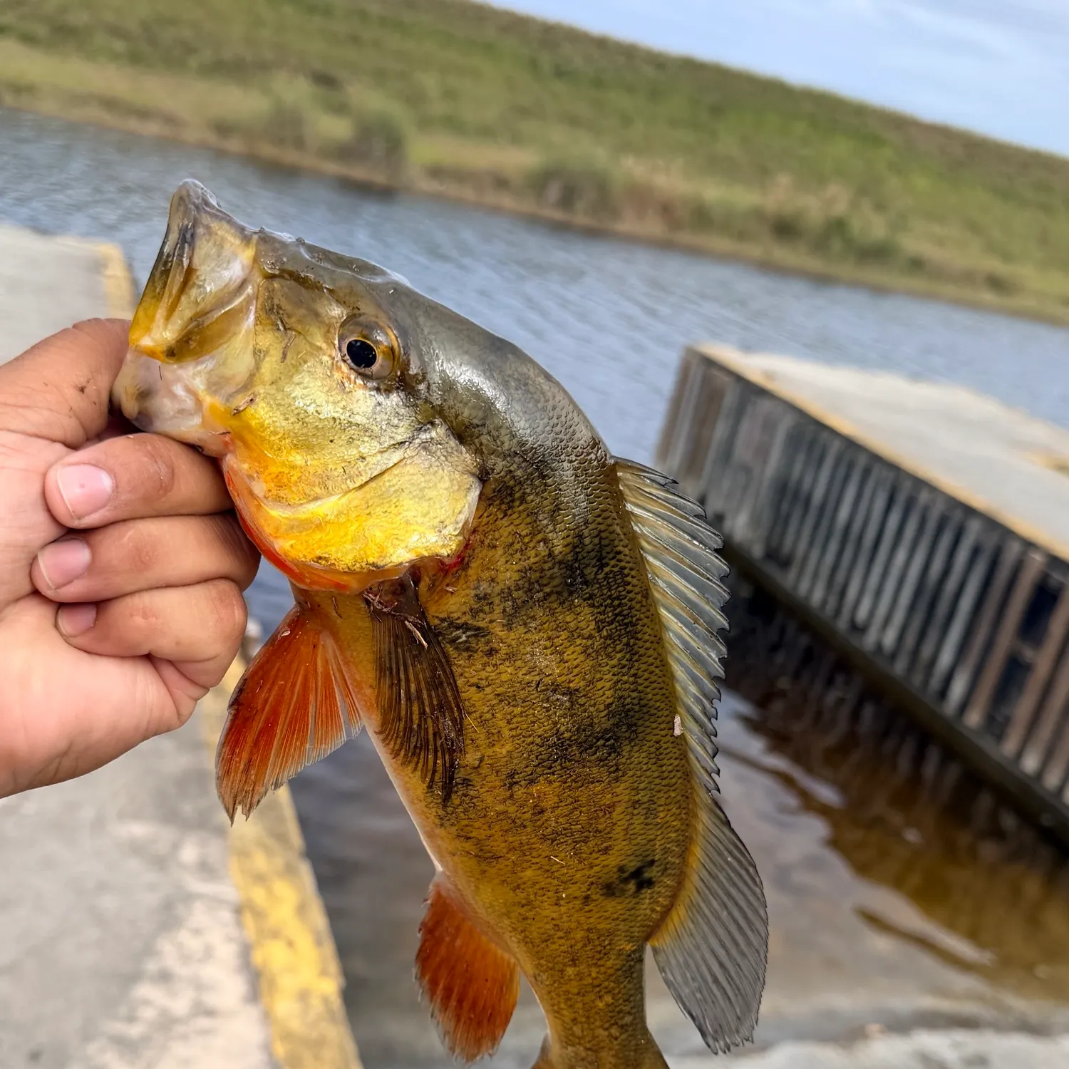 Butterfly peacock bass caught on Fishbrain