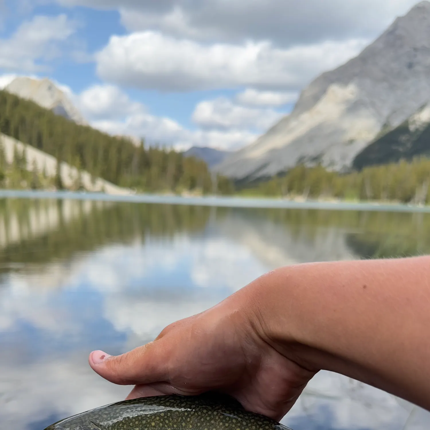 Brook trout caught on Fishbrain