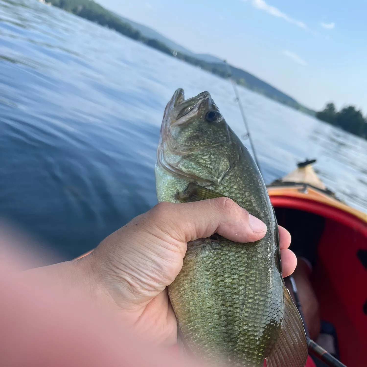 The most recent Spotted bass catches on Fishbrain