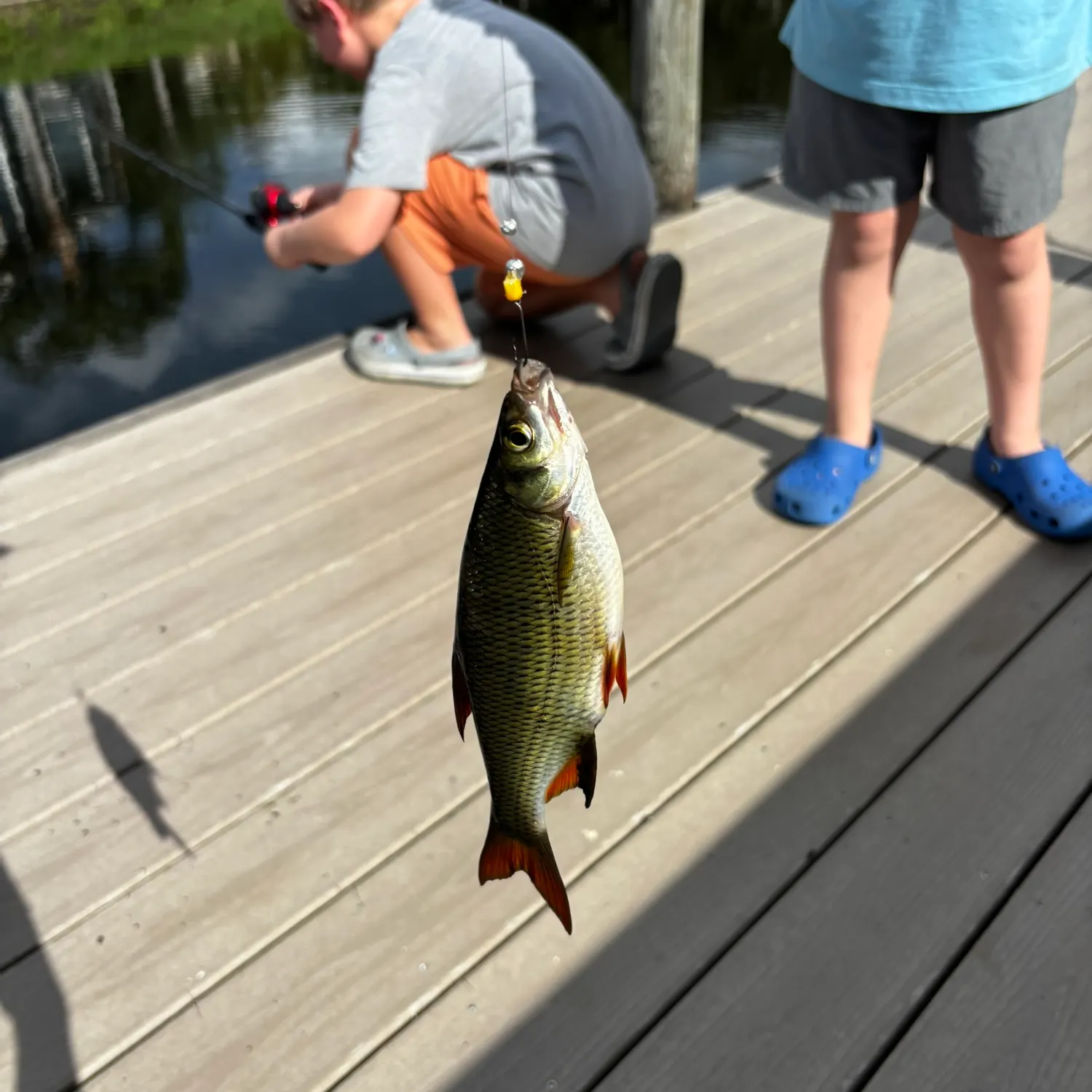 Golden shiner caught on Fishbrain