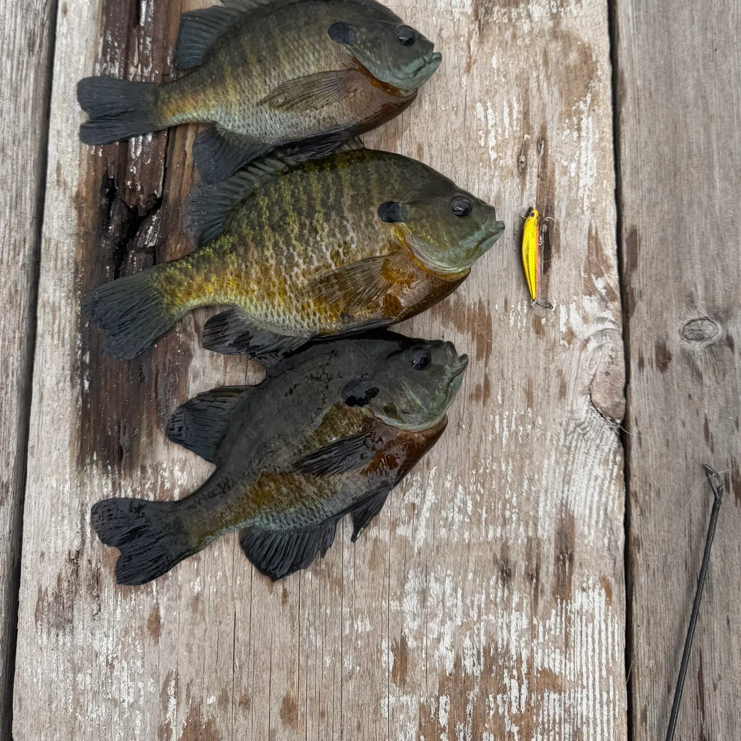 recently logged catches