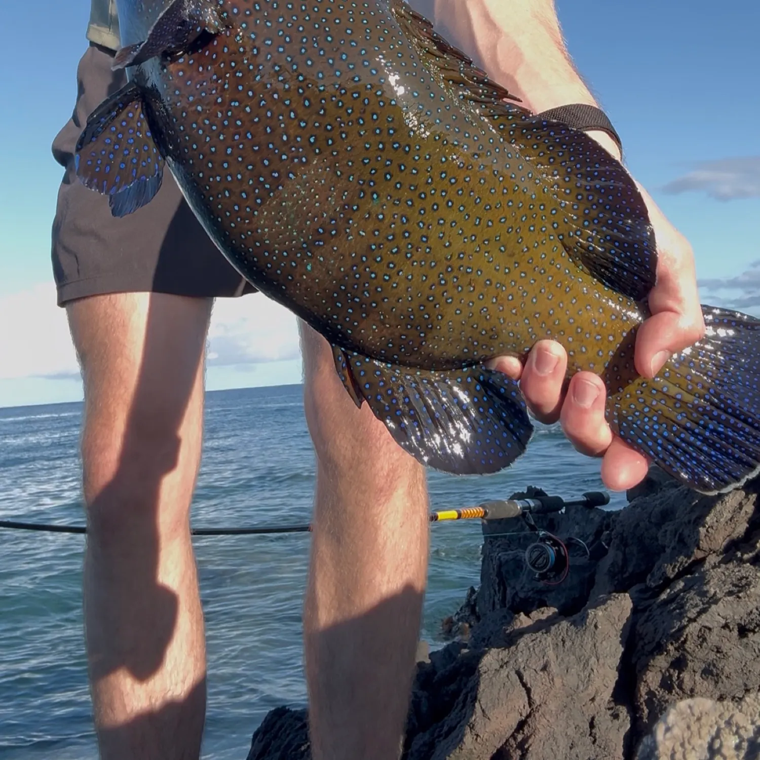 The most recent Peacock hind catches on Fishbrain