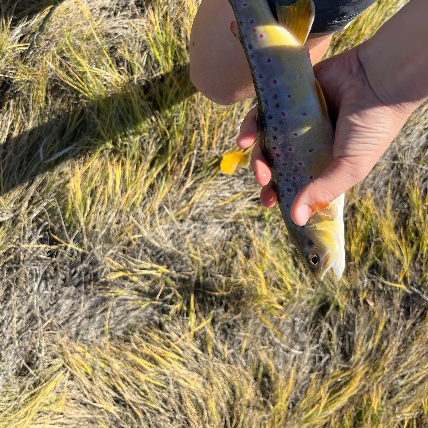 Brown trout caught on Fishbrain