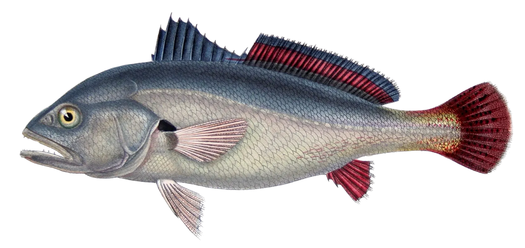 South American silver croaker