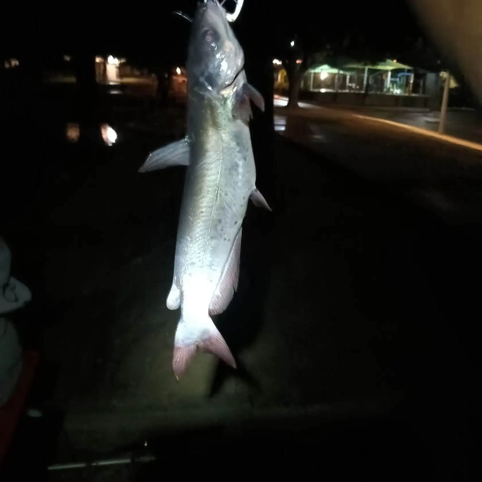 Channel catfish caught on Fishbrain