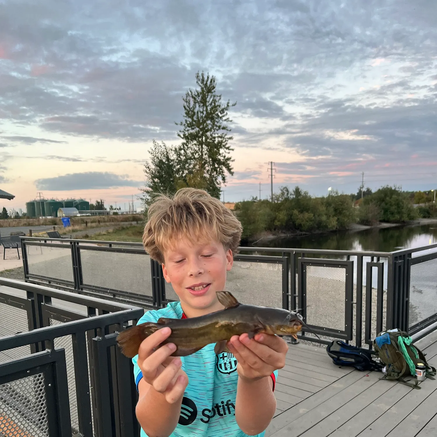 Yellow bullhead caught on Fishbrain