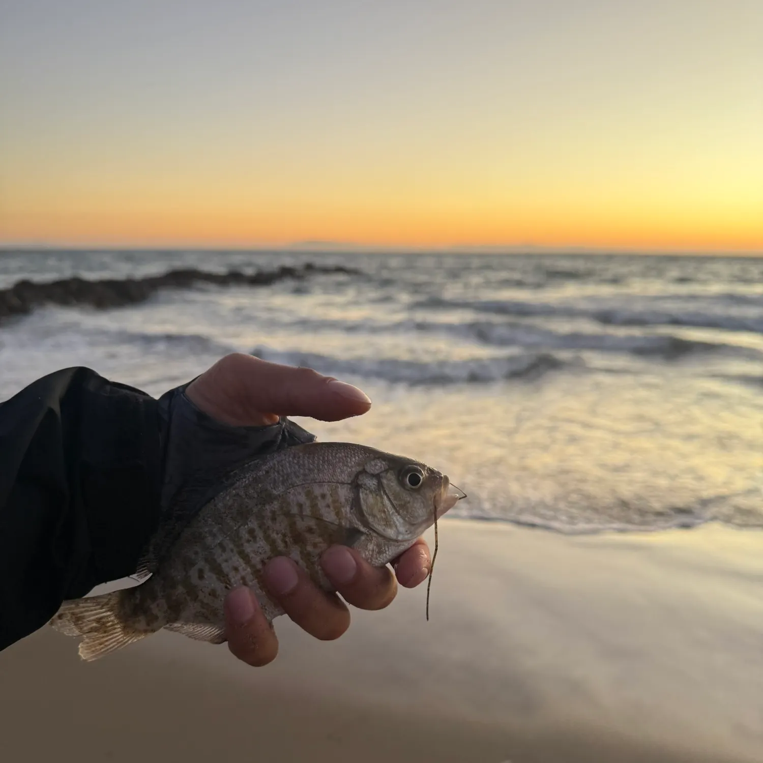 Barred surfperch caught on Fishbrain