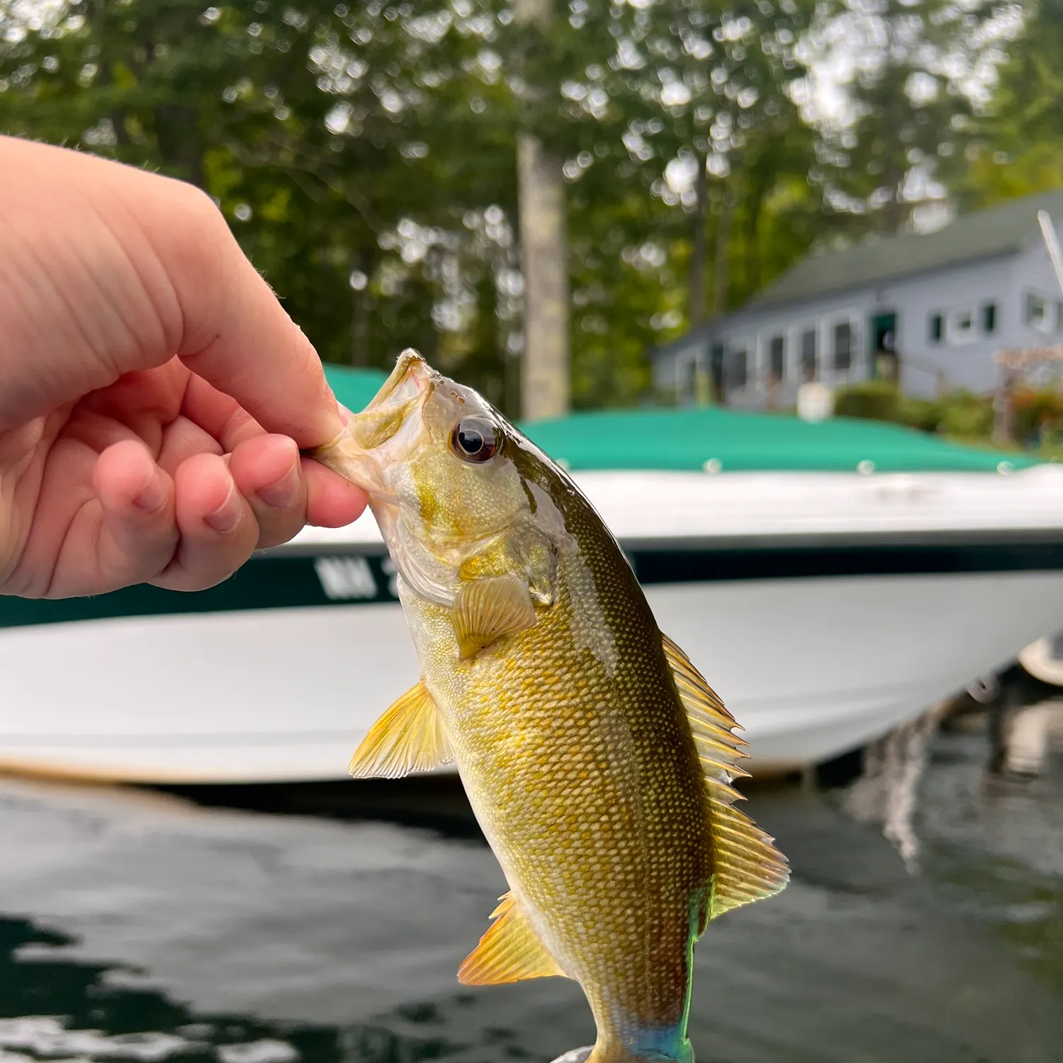 Smallmouth bass caught on Fishbrain