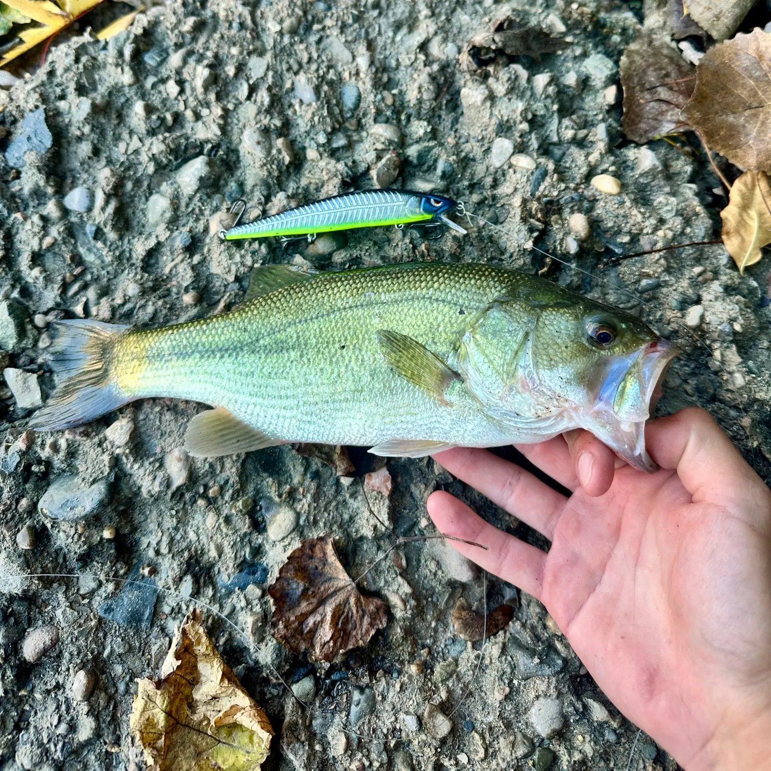 Largemouth bass caught on Fishbrain
