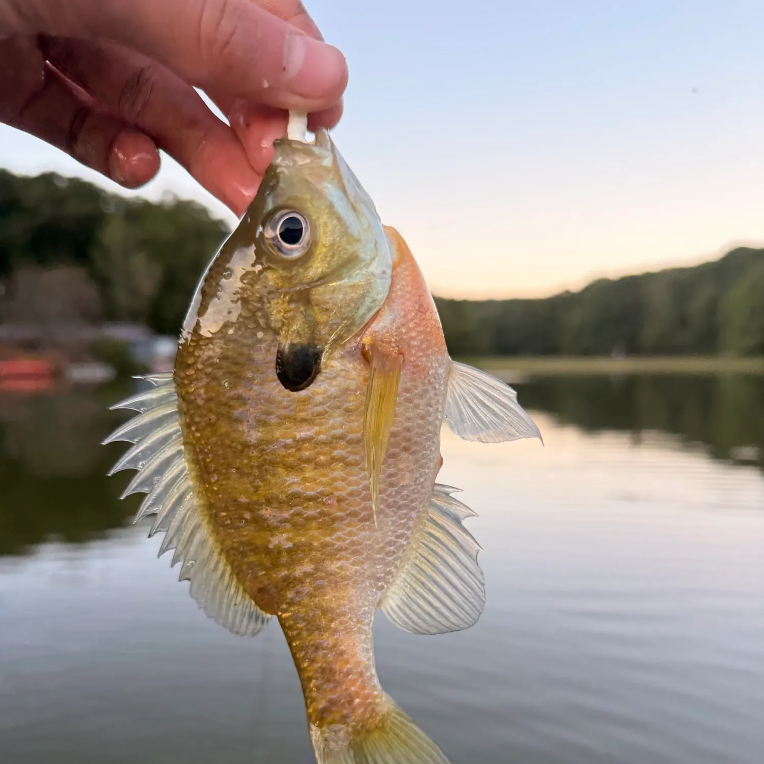 Bluegill caught on Fishbrain
