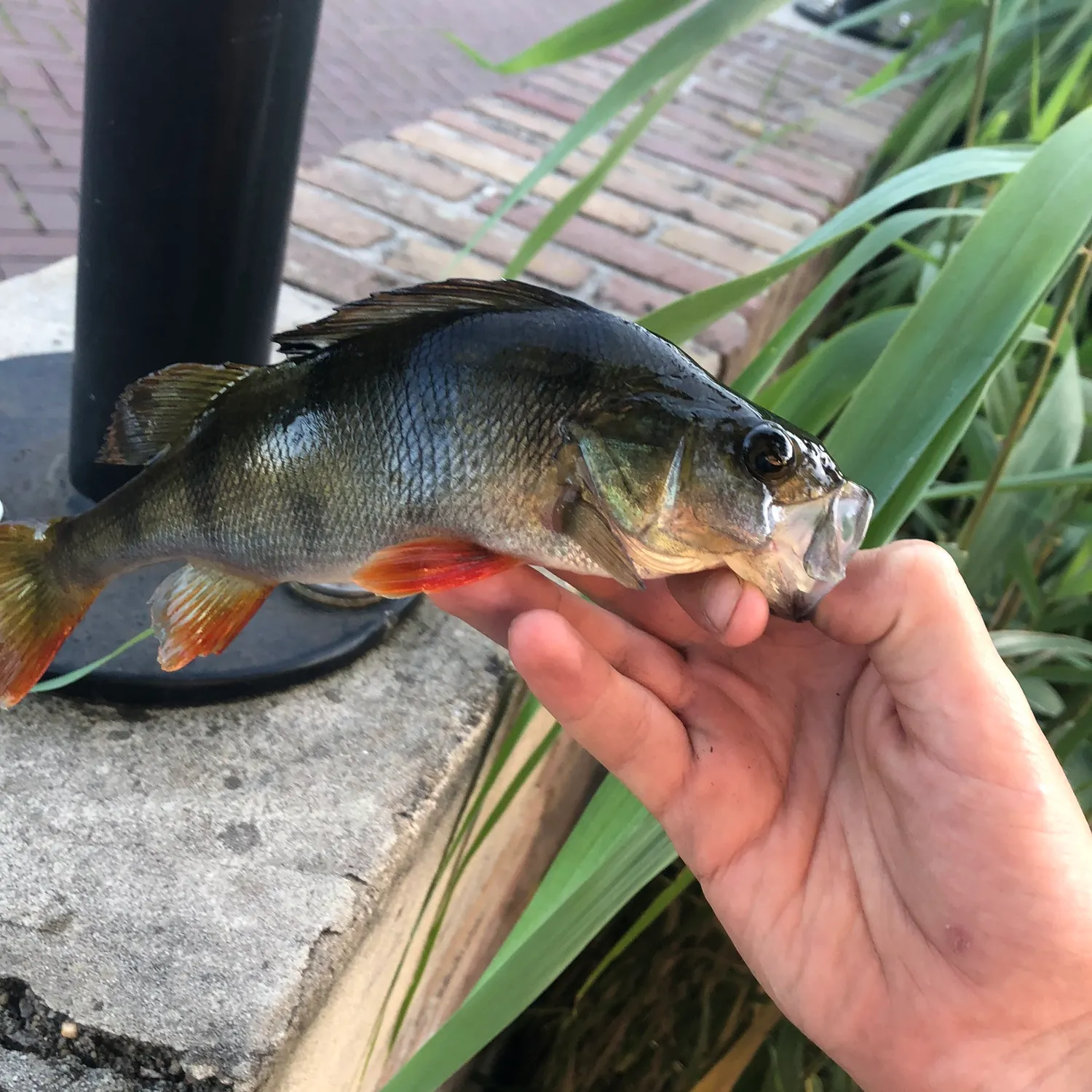 catch