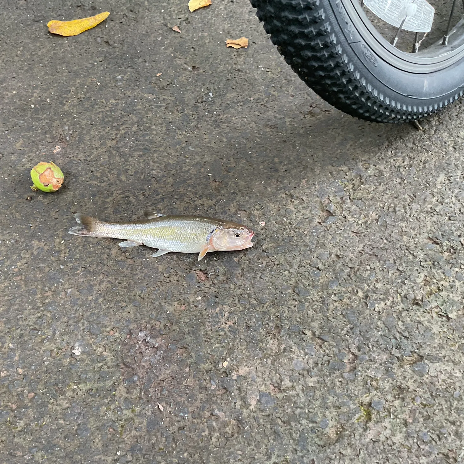 Creek chub caught on Fishbrain