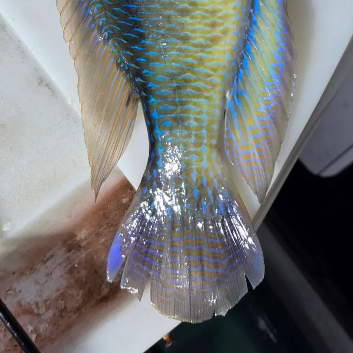 The most recent Purple tuskfish catches on Fishbrain