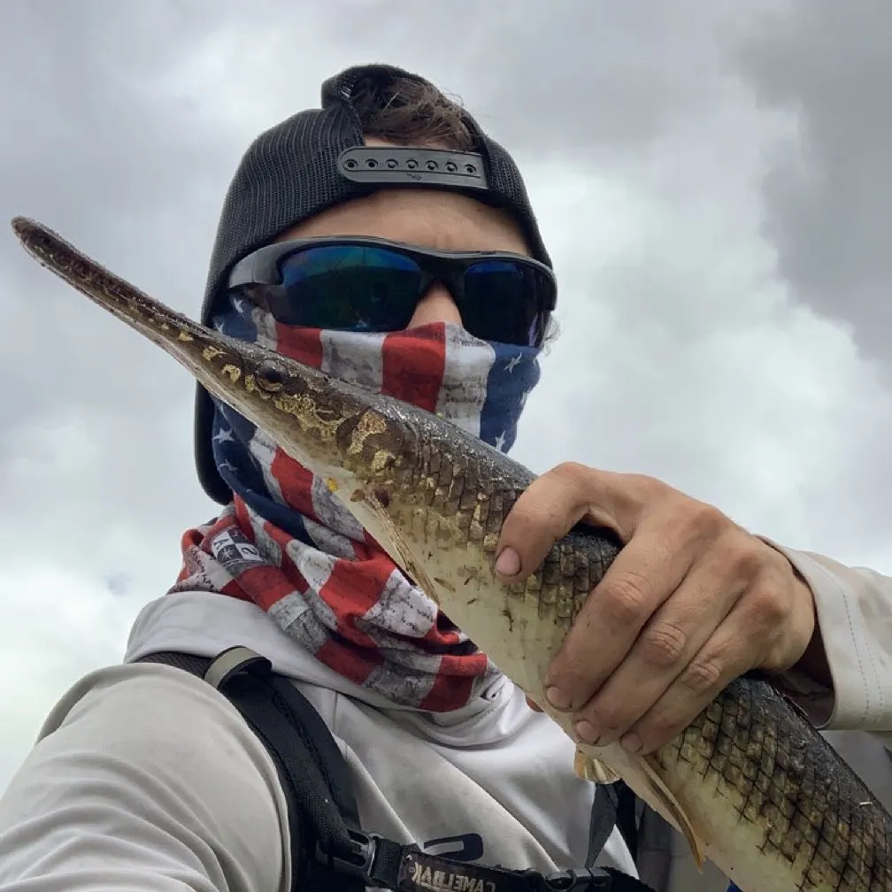 The most recent Spotted gar catches on Fishbrain